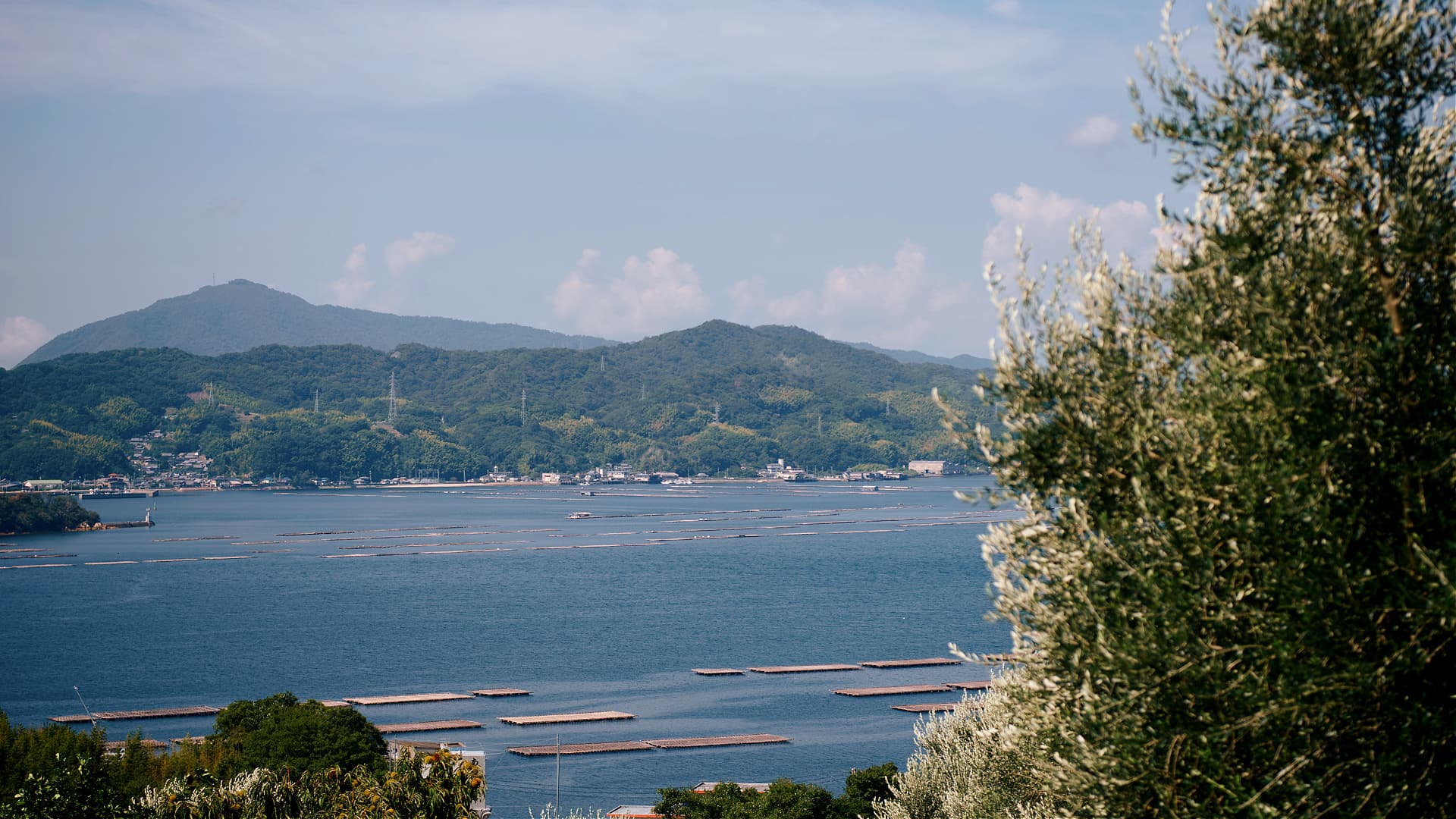 Pests and the natural alternate bearing cycle of the olive tree are among the main challenges facing the Japanese community producer. (Photo: YamamotoClub)