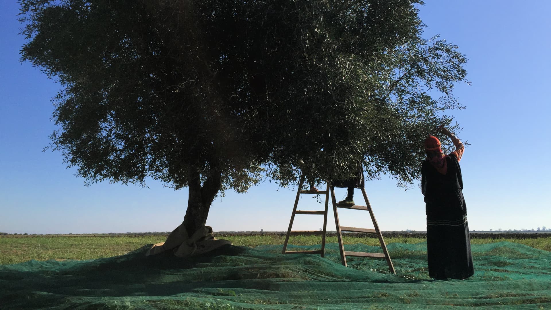 The producers behind Olyfo celebrated a debut Silver Award at the 2025 NYIOOC World Olive Oil Competition. (Photo: Olyfo)