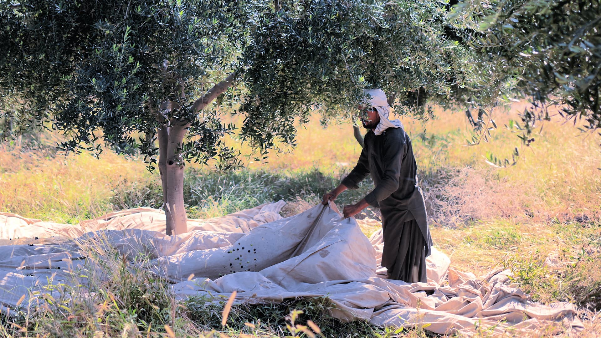 Loralai Olives boasts 40 hectares of Arbequina and Coratina olive trees in Balochistan. (Photo: Loralai Olives)