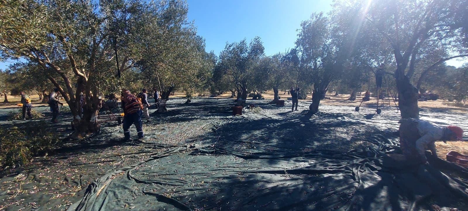 True Olive capped off a good harvest with two Gold Awards at the 2025 NYIOOC. (Photo; True Olive)