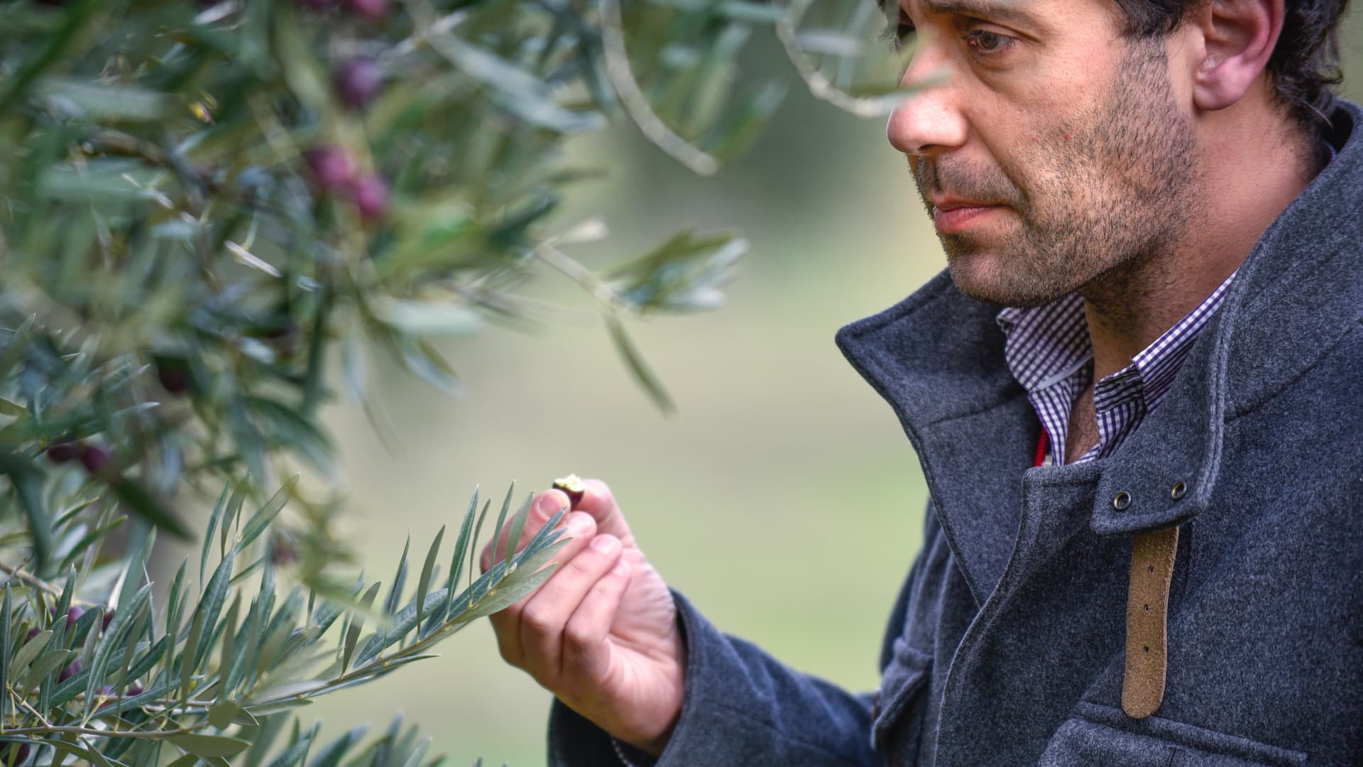 Casa de Santo Amaro founder António Pavão inspects his groves ahead of another award-winning harvesting. (Photo: Casa de Santo Amaro)