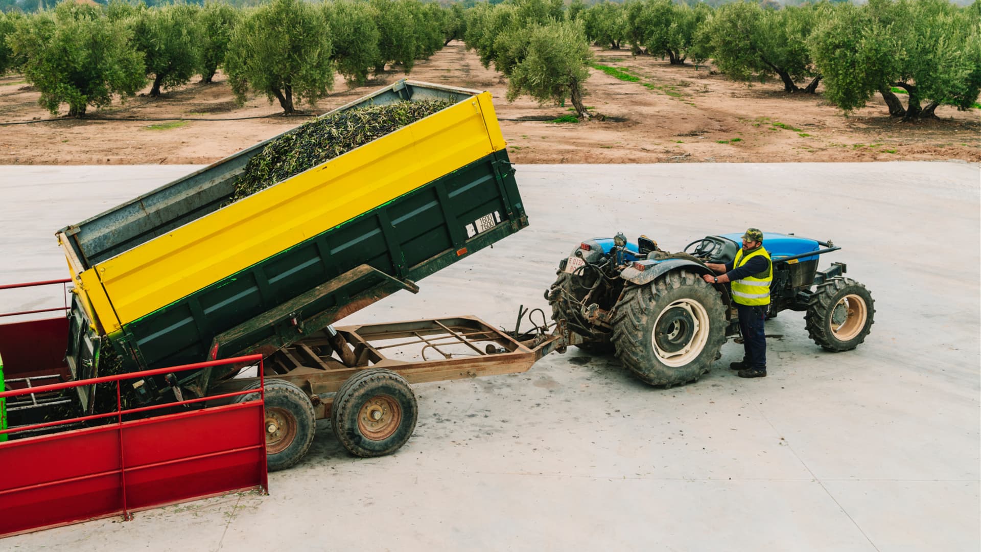 After a fruitful 2024 harvest, the producers at Aires de Jaén anticipate another good one later this year. (Photo: Aires de Jaén)