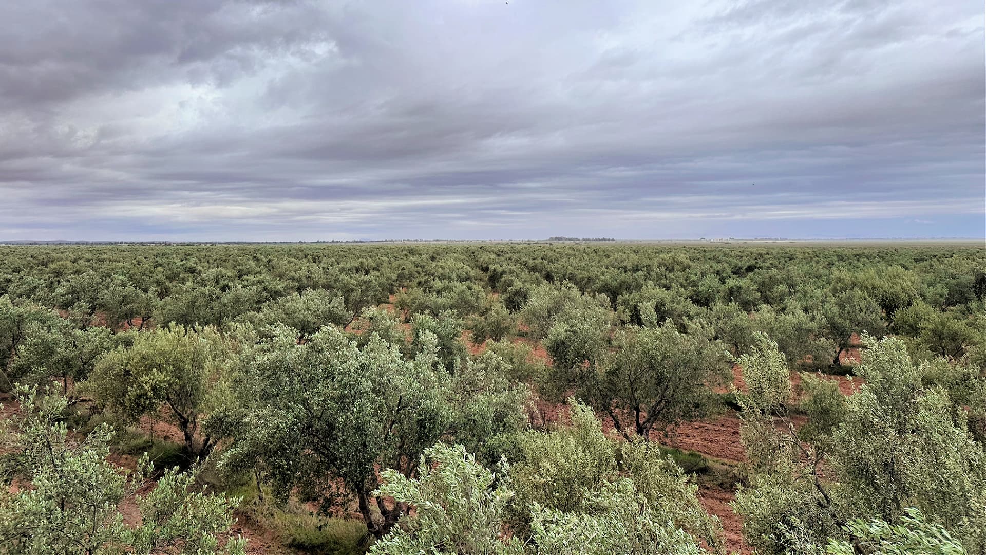 Olyfo also works a super-high-density olive grove in another part of the country. (Photo: Olyfo)