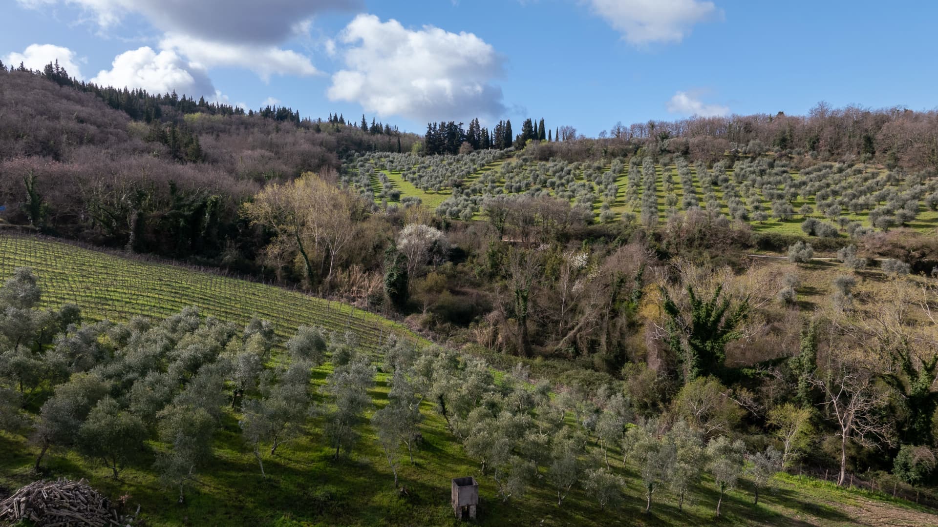 On its way to producing wine in Tuscany, Arsenio has become an award-winning extra virgin olive oil brand. (Photo: Arsenio)