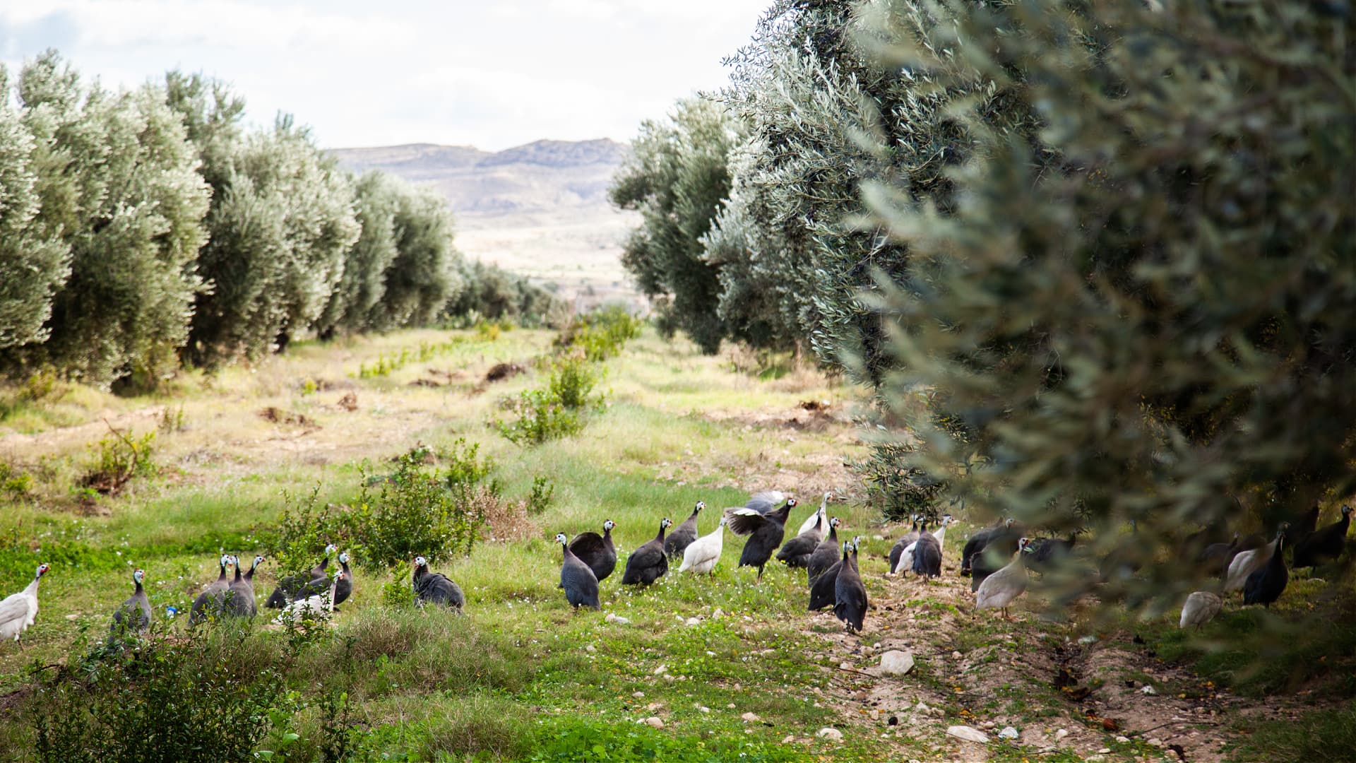 Naouel Bouabid celebrated winning three Silver Awards at the 2025 NYIOOC for its flagship Damya brand. (Photo: Ksenija Hotic)