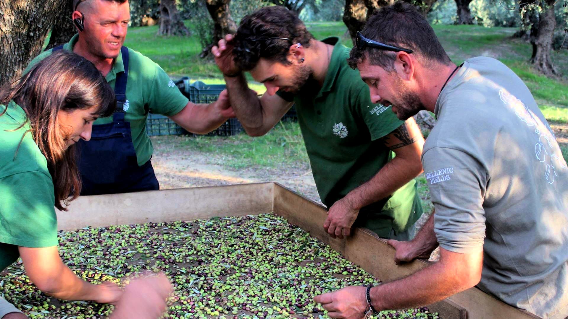 Sorting olives in the groves helps ensure the highest quality extra virgin olive oil. (Photo: Hellenic Fields)