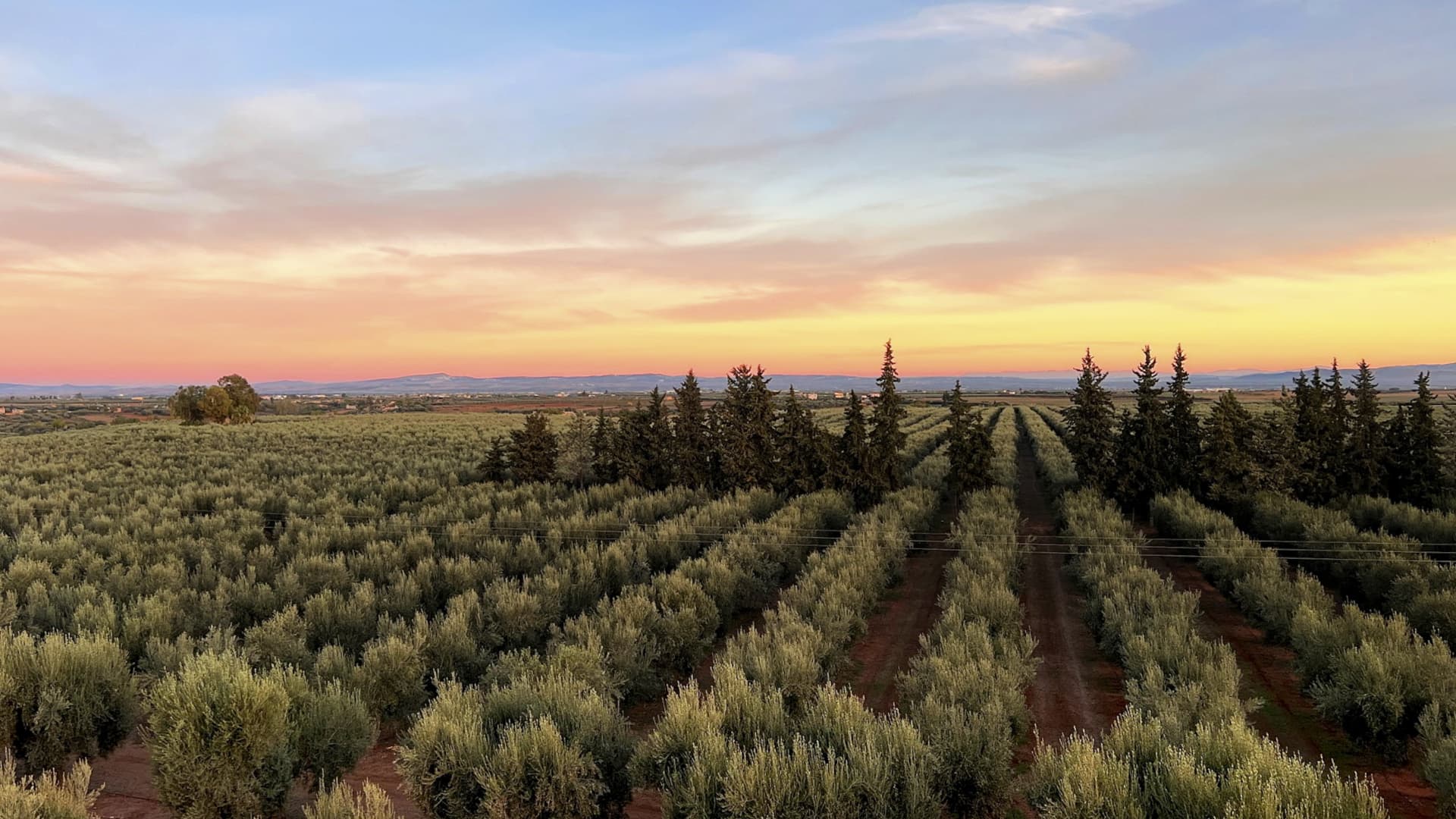 Boasting 70,000 olive trees on 320 hectares, Noor Fès is one of Morocco’s larger producers. (Photo: Noor Fès)