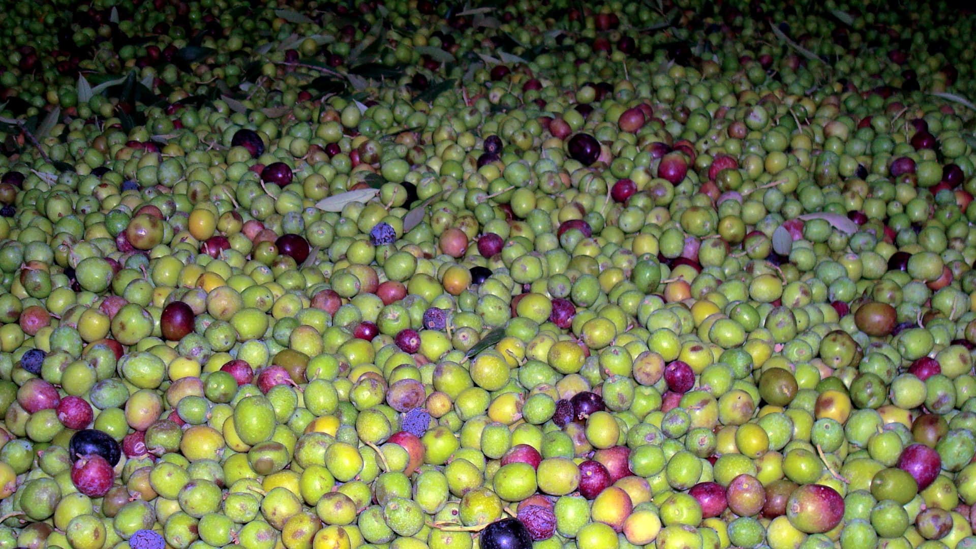 While the company’s Eterno brand is made with Arbequina olives, they also cultivate endemic Picudo, Rojal and Farga varieties. (Photo: Torres Import)