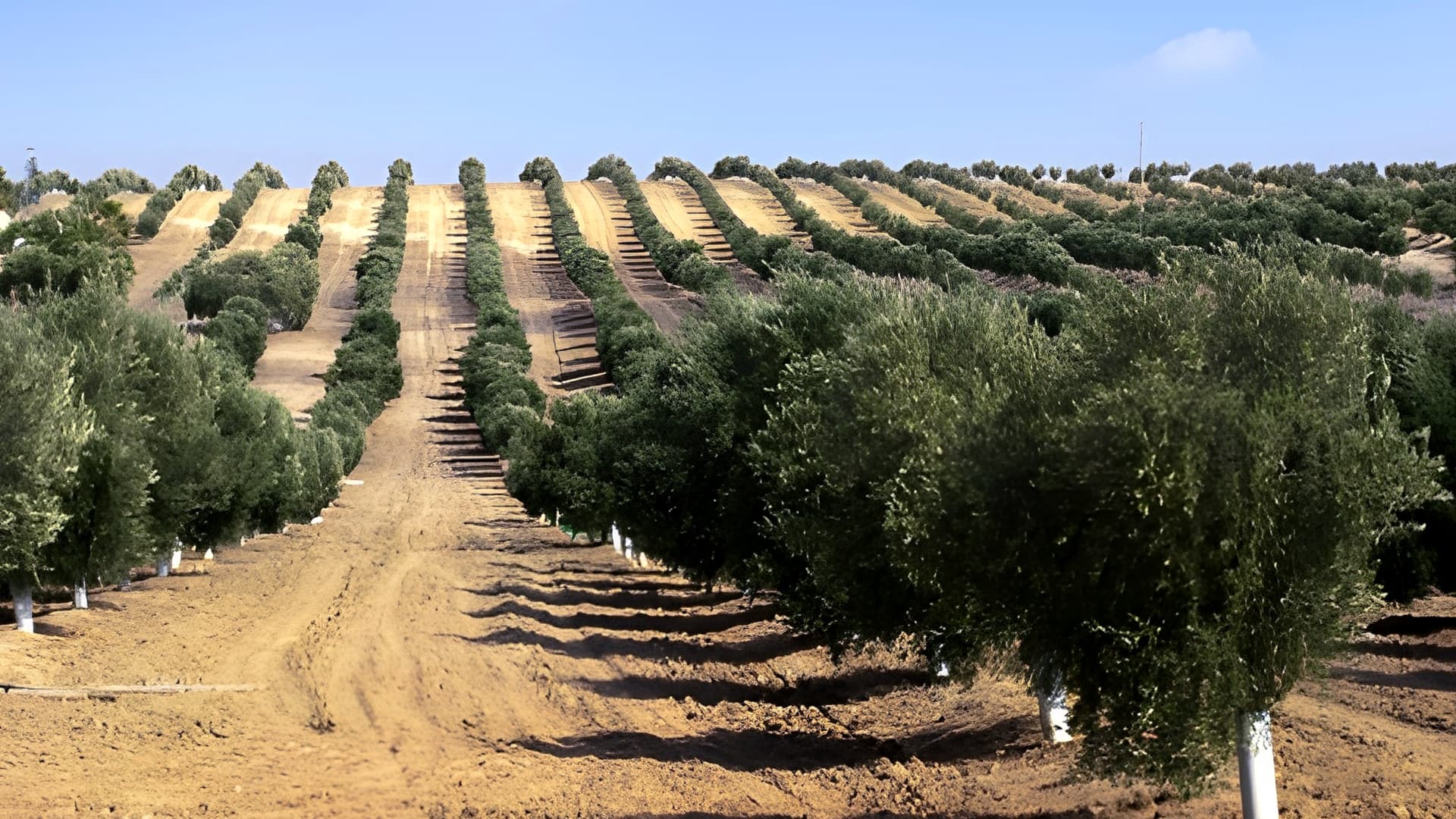 Along with 20 hectares of local olive varieties, Oleificio Fratelli Vieste also relies on local grower partners. (Photo: Oleificio Fratelli Vieste)