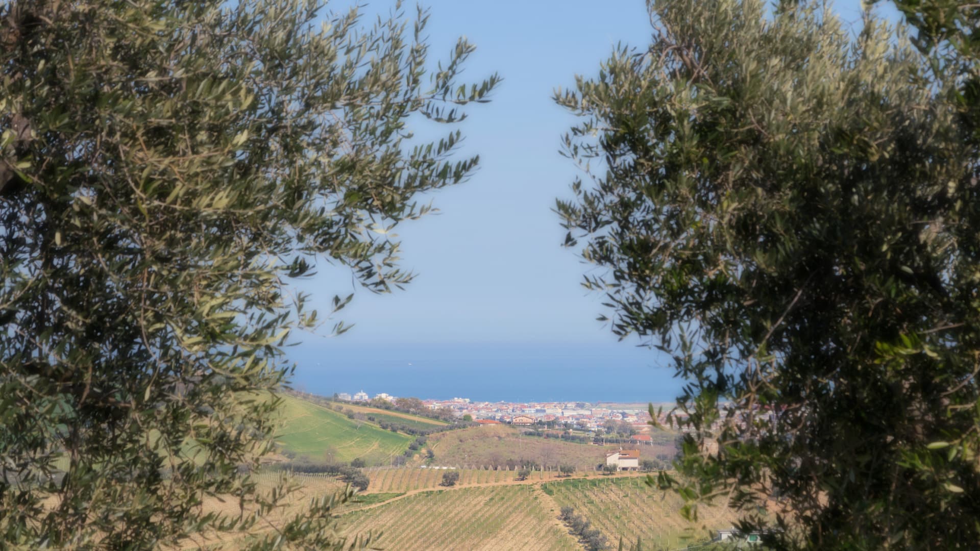 Frantoio Agostini’s olive groves overlook the Adriatic Sea in the central Italian region of Le Marche. (Photo: Frantoio Agostini)