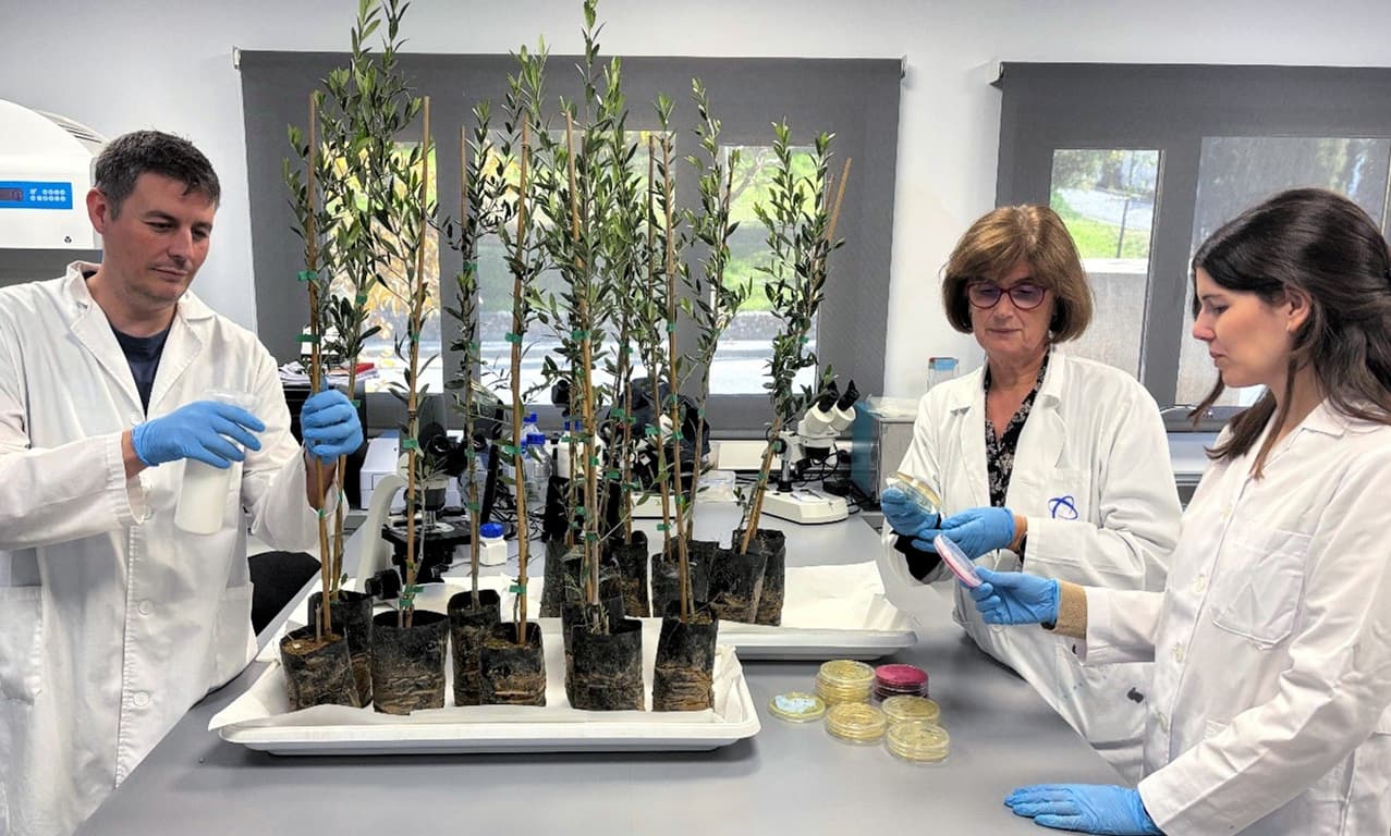 Along with laboratory tests, the Biovexo team conducts in vitro studies in Xylella fastidiosa-inflicted olive groves in Puglia. (Photo: Biovexo)