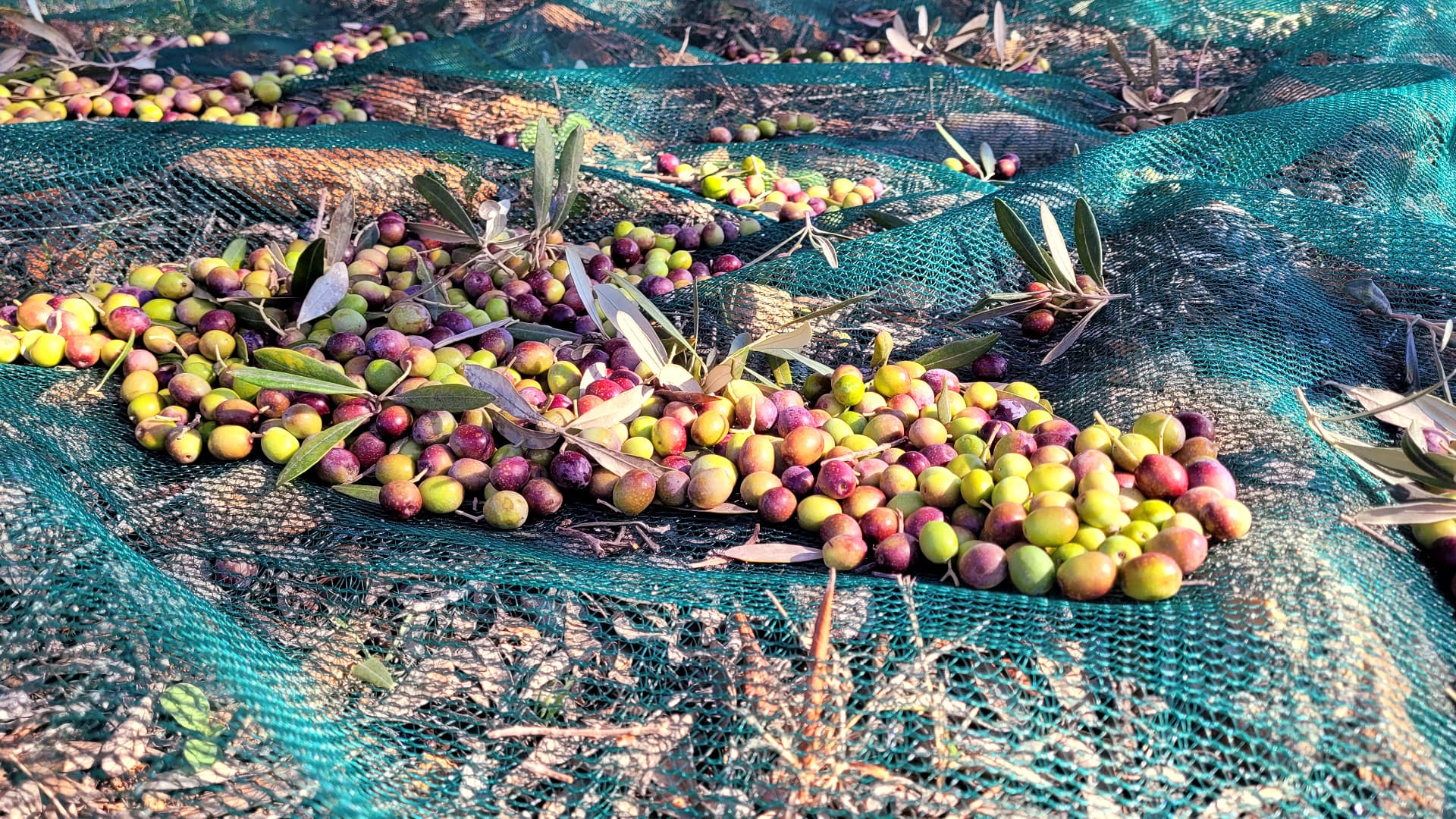 Olives harvested with an electric harvester lie on the net before being delivered to the mill. (Photo: Ylenia Granitto)