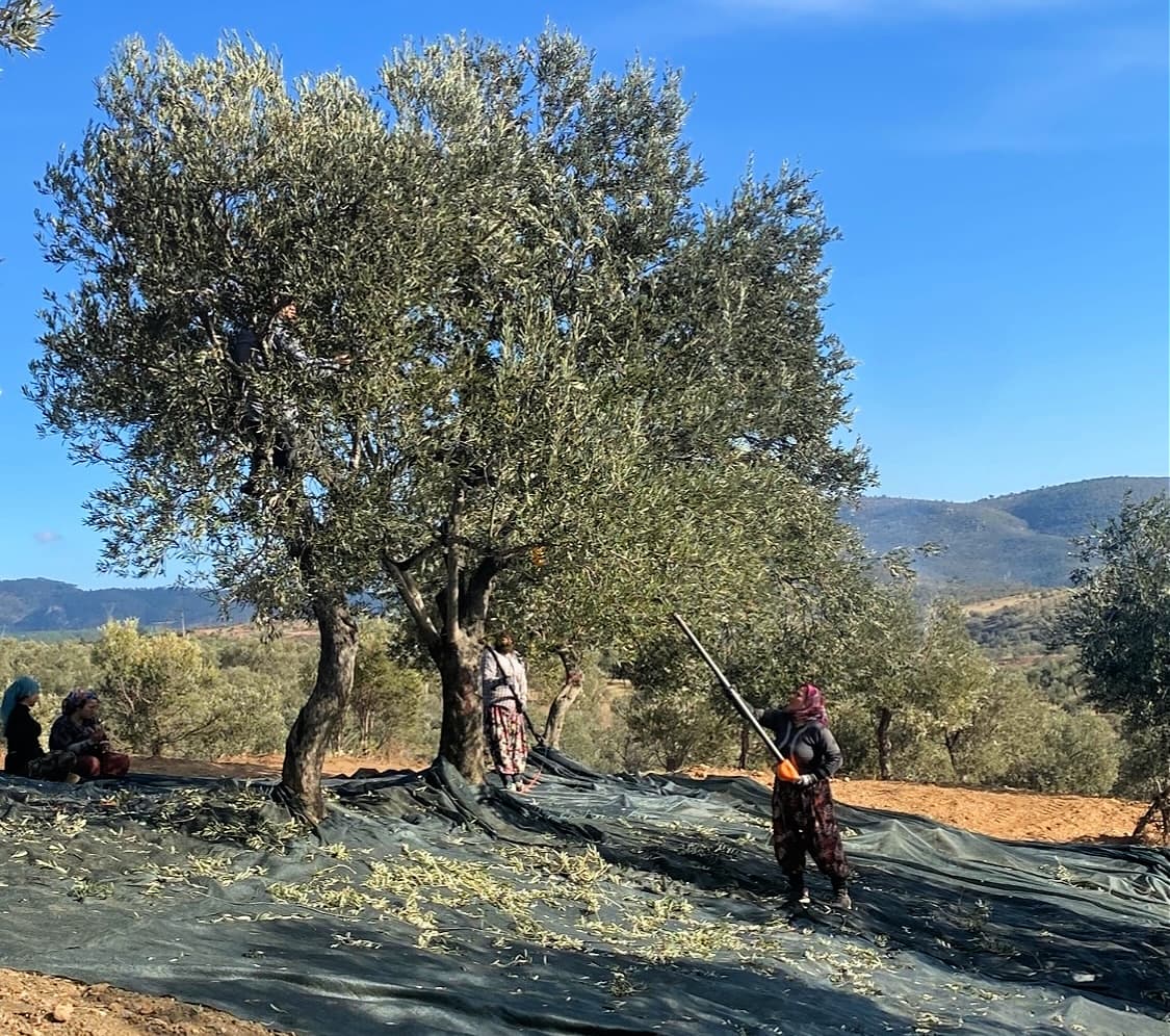 Along with other producers in Turkey, Monsida enjoyed a record-breaking harvest in the 2024-25 crop year. (Photo: Monsida)
