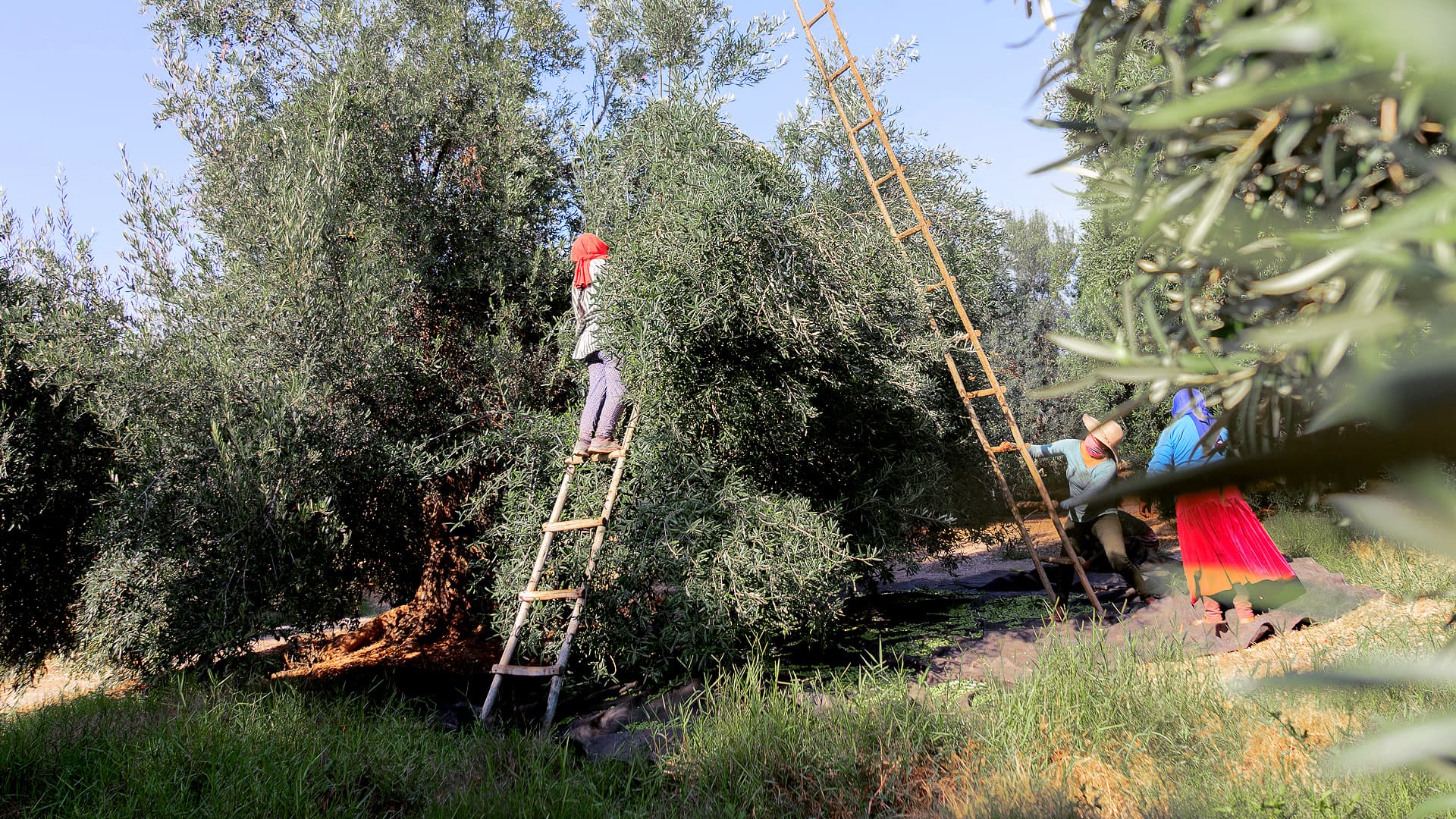 Award-winning Peruvian olive oil producer Vallesur anticipates a record-breaking olive oil yield in 2025. (Photo: Vallesur)