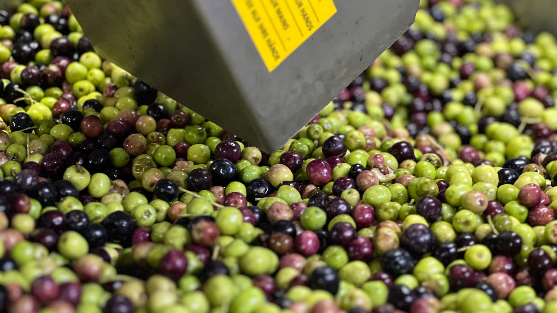 CREA Farm earned a Gold Award at the 2025 NYIOOC World Olive Oil Competition for a Coratina monovarietal, its sixth overall. (Photo: CREA Farm)
