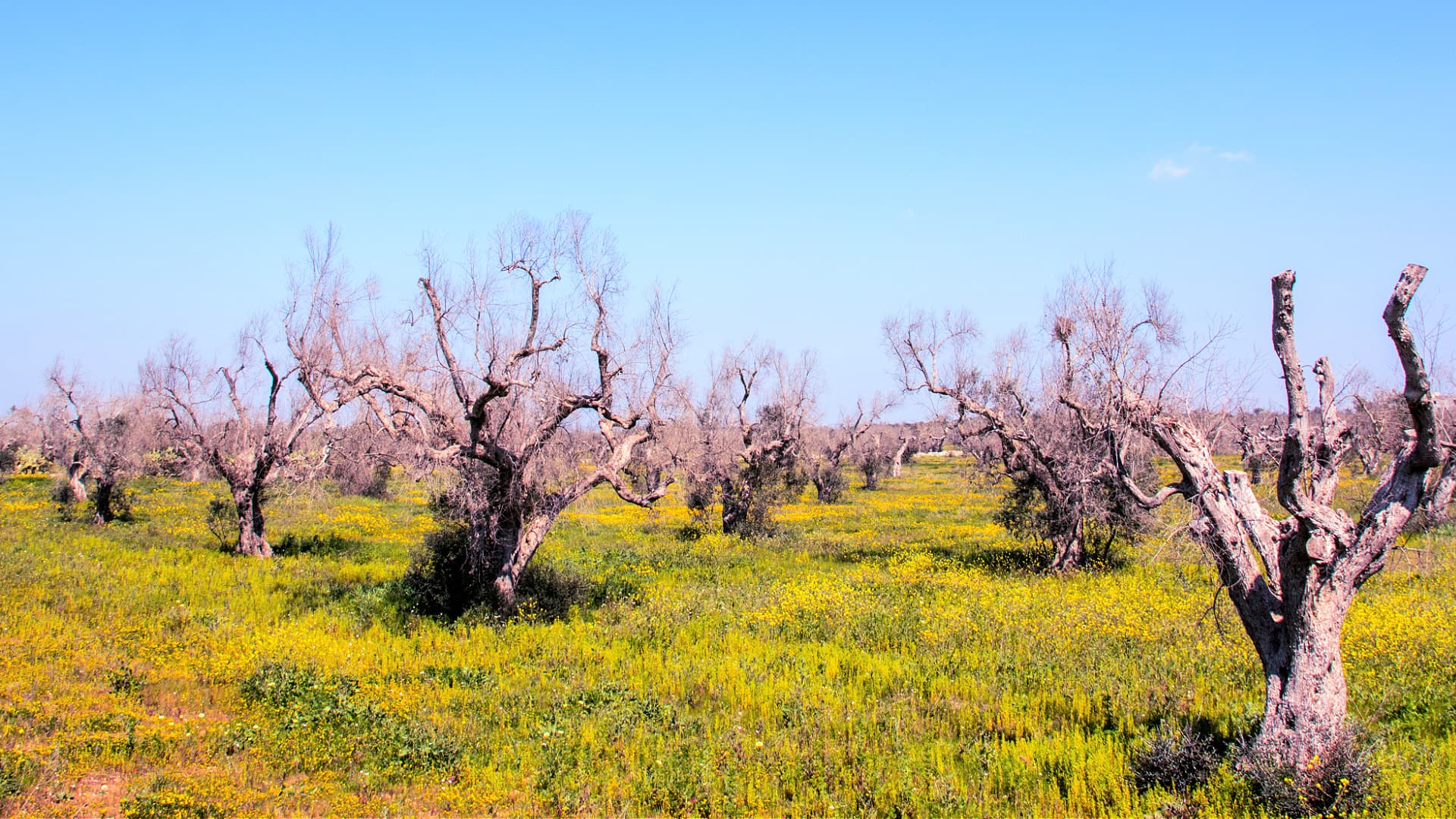 Twenty-five million olive trees have been damaged or destroyed in the decade since Xylella fastidiosa was first introduced in Puglia. (Photo: Biovexo)