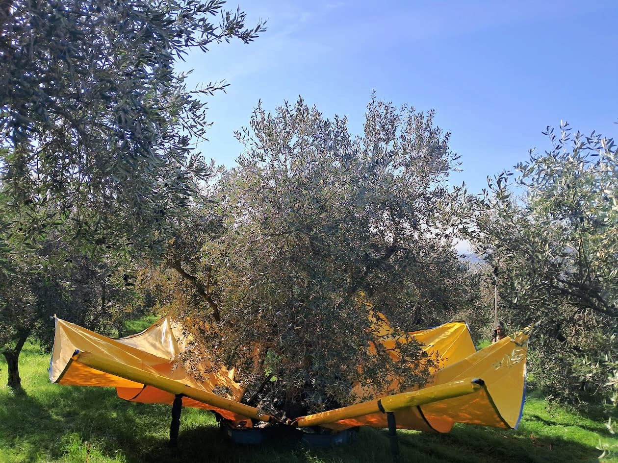Deploying an olive interceptor umbrella (Photo: Angelo Bo)