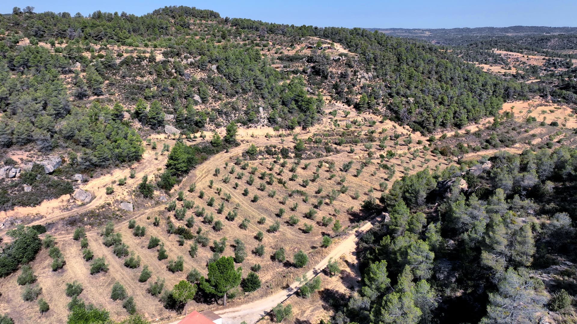 Producers in westerly Garrigues county expect a higher production, but are still calling for the completion of regional irrigation infrastructure projects. (Photo: Oli Cometes)