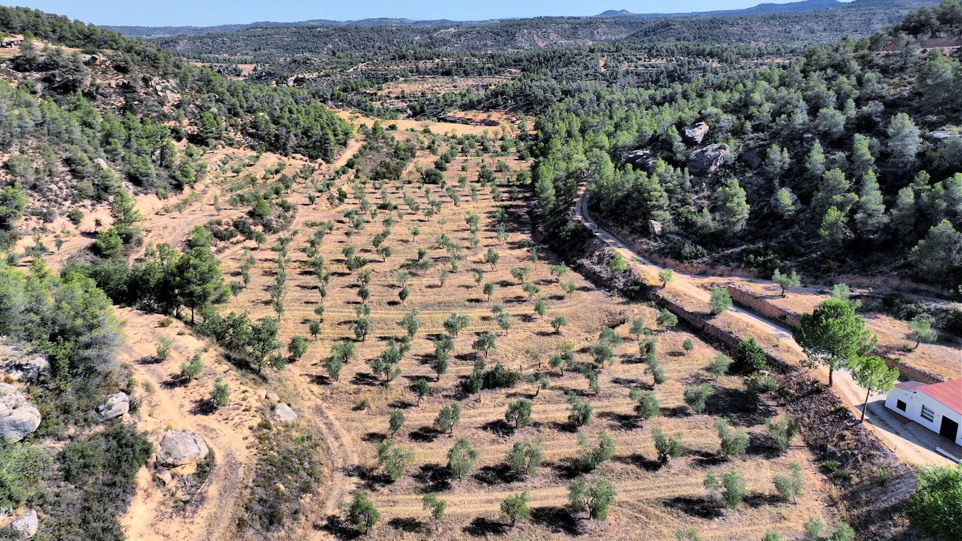 Olive oil production is expected to more than double in the 2025/26 crop year, rising to 35,500 metric tons. (Photo: Oli Cometes)