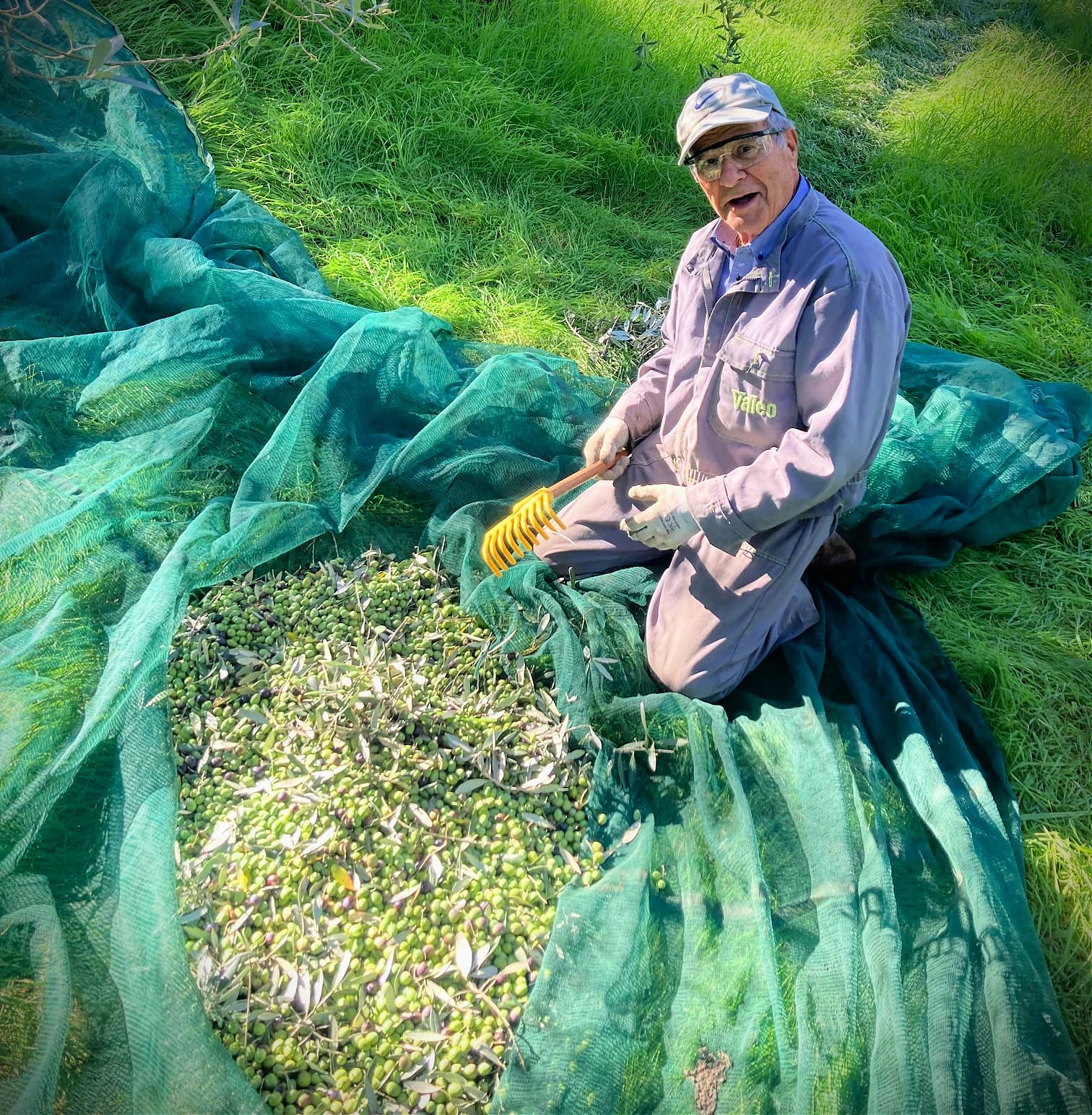 A harvester at work at Fattoria Poggio di Fiesole