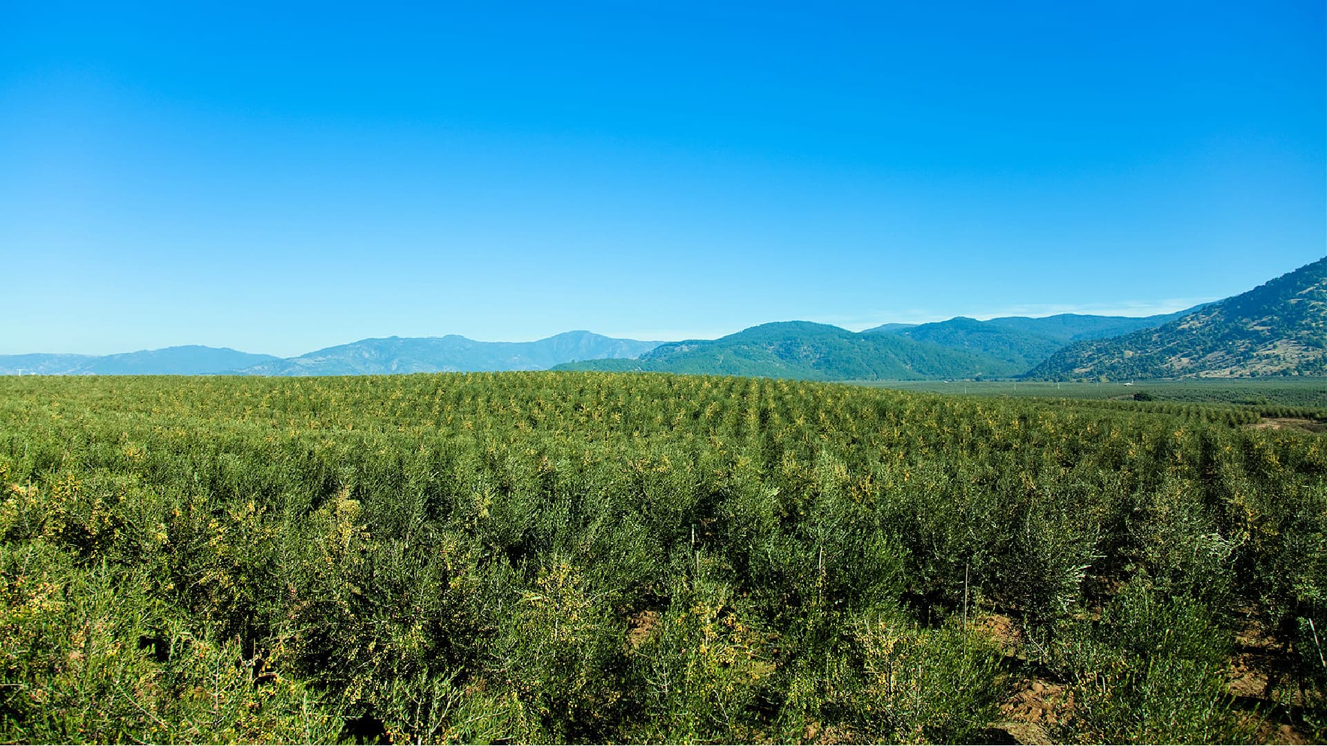 Arbequina and Arbosana planted at super-high-density are Aura Olive Oil’s oldest and most dominant varieties. (Photo: Aura Olive Oil)