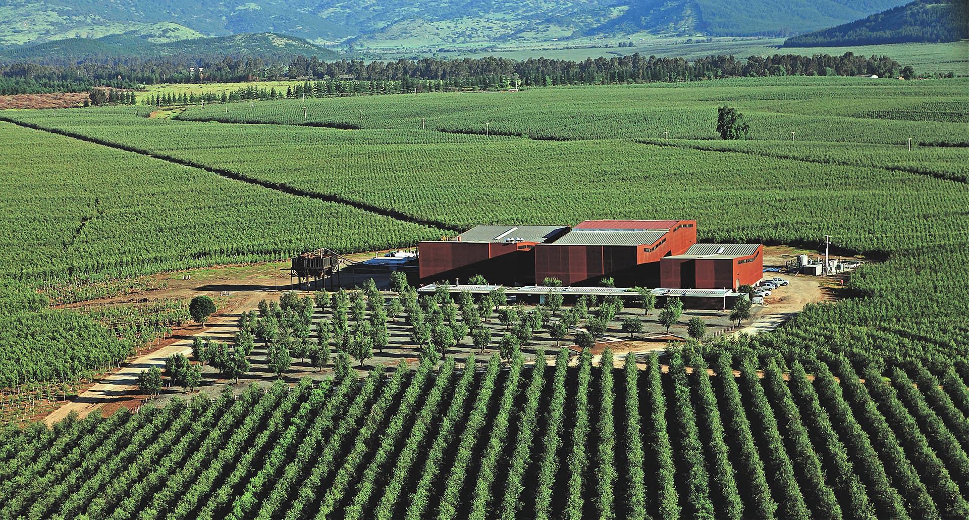 The central location of the company’s mill allows olives to arrive within hours of harvesting. (Photo: Aura Olive Oil)