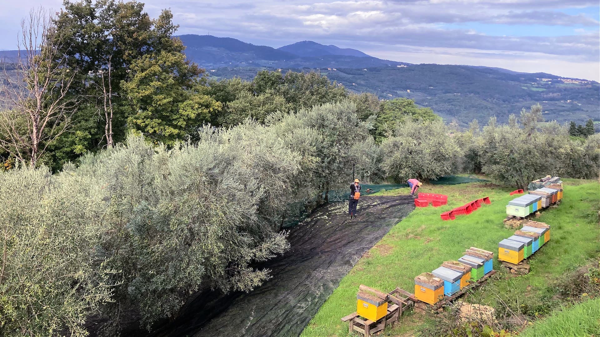 Hives bordering an olive grove at Fattoria Poggio di Fiesole