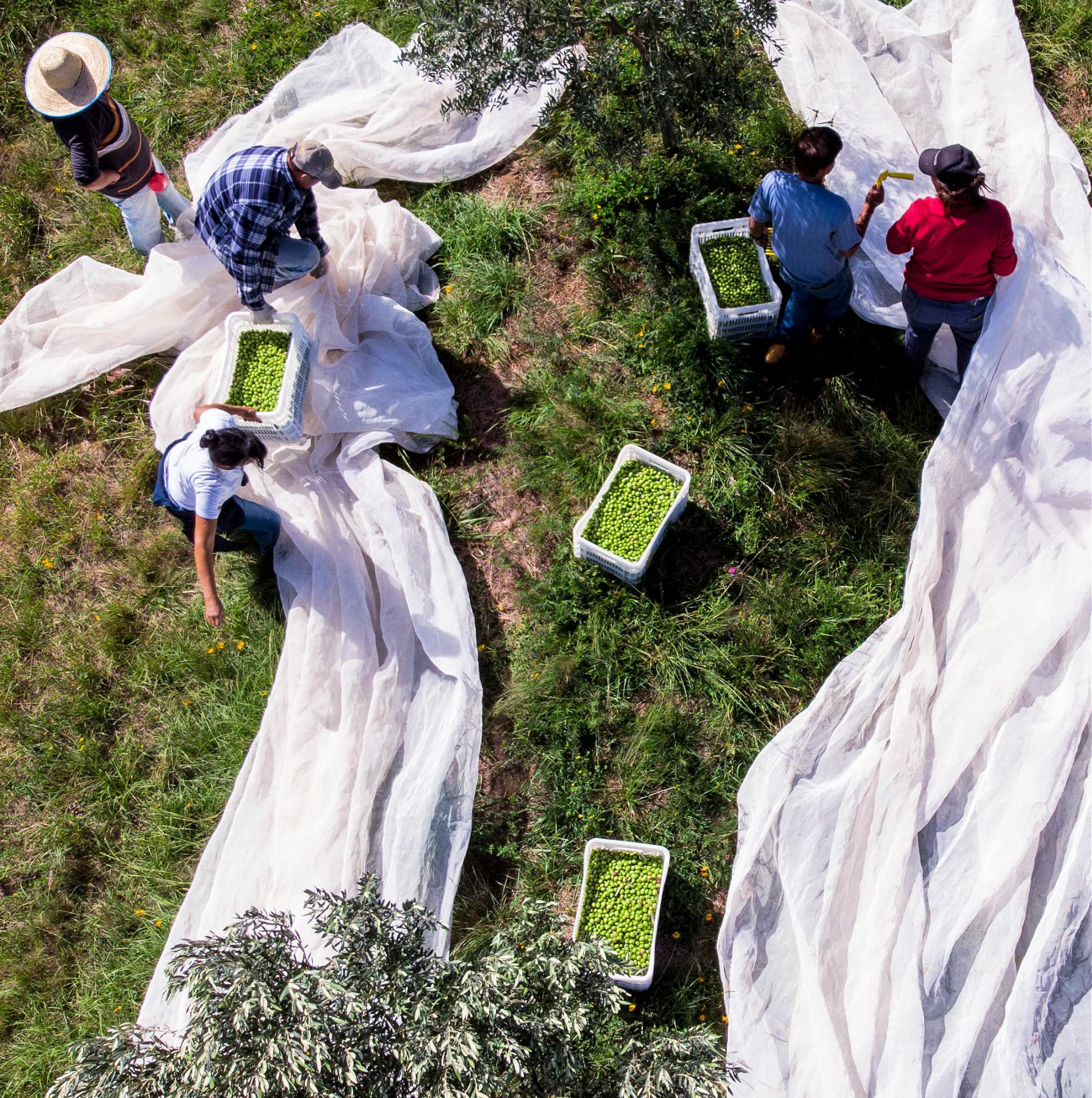 Harvesting olives among the rocky hills of Brazil’s Serra do Sudeste, Azeite Pedregais combines careful cultivation and respect for nature.