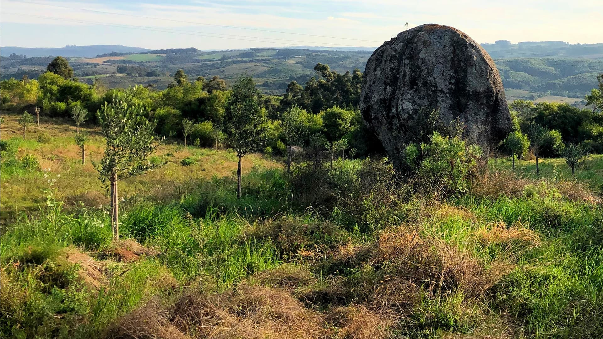Nestled among the rocky outcrops of Brazil’s Serra do Sudeste, Azeite Pedregais crafts award-winning olive oils shaped by stony soils, steady winds, and passion for nature.