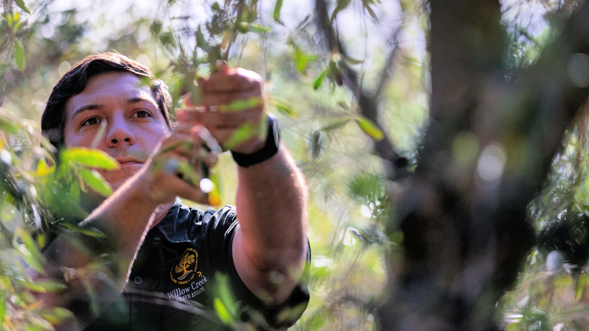 Ένας εργαζόμενος επιθεωρεί ελιές στο Willow Creek Olive Estate στη Νότια Αφρική, όπου ο παραγωγός συνδυάζει τη δική του παραγωγή με καρπούς που προμηθεύονται από τα μέλη της «Guild of Groves» (Συντεχνία Ελαιώνων). (Φωτογραφία: Willow Creek Olive Estate)