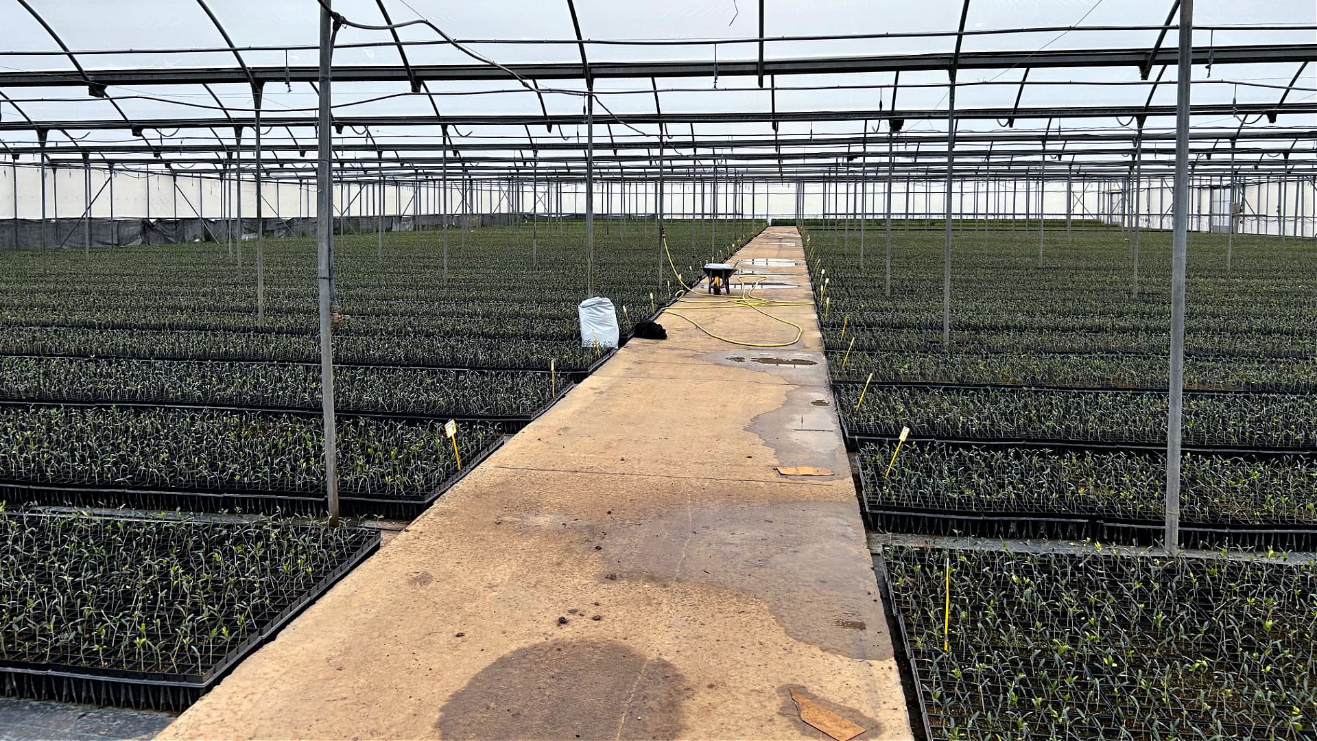 López sees super-high-density olive groves playing an increasingly important role in global olive oil production as finding enough workers to harvest traditional groves becomes ever-more challenging. (Photo: AGR by De Prado)