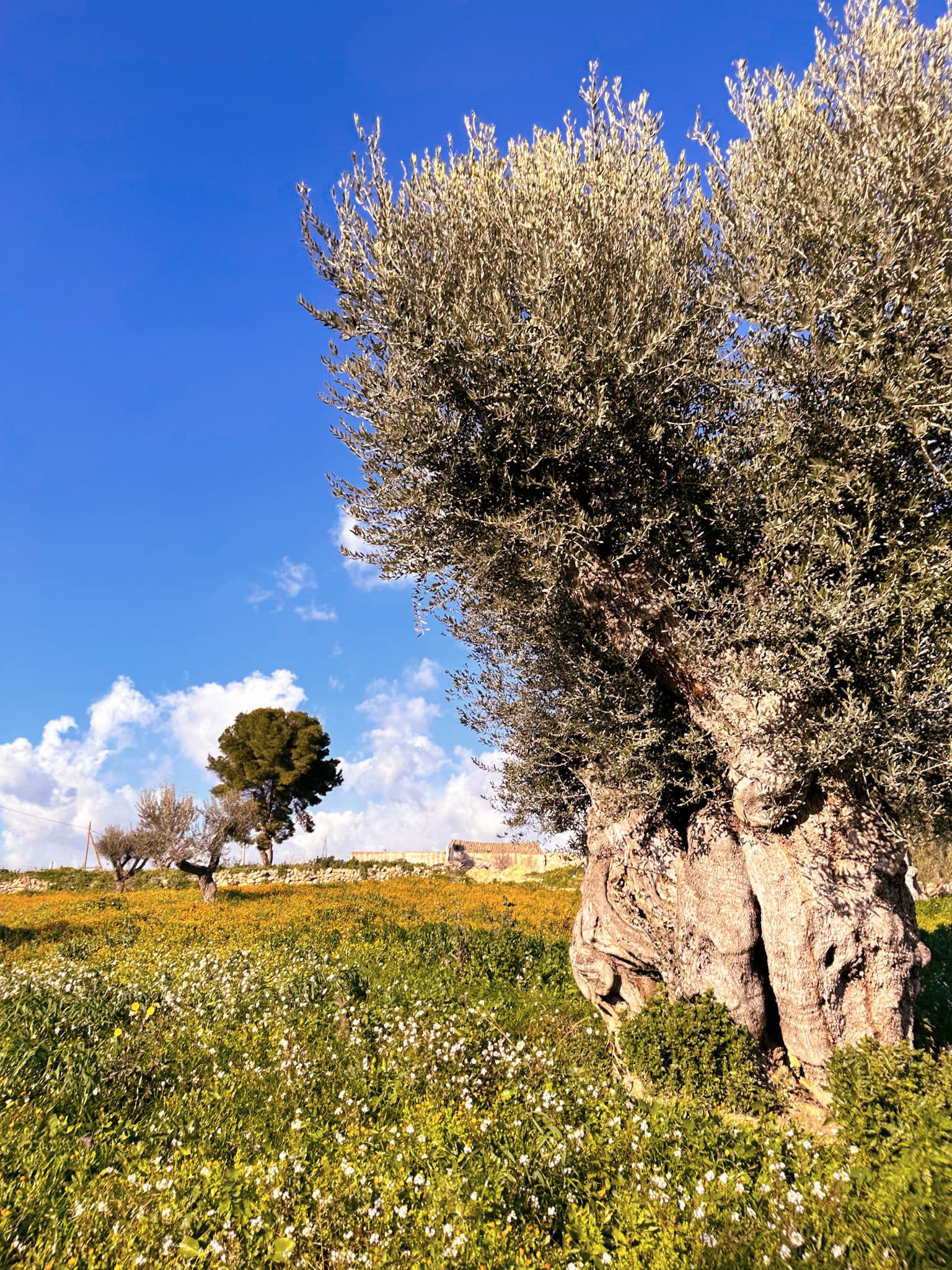 The centuries-old trees at Azienda Agricola Emmanuel Sanarica