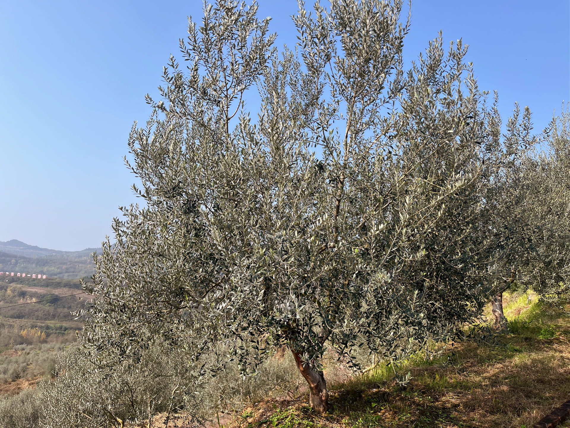 International experts say the lack of effective pruning is holding back the competitiveness of the Chinese olive oil sector. (Photo: Daniel Dawson)