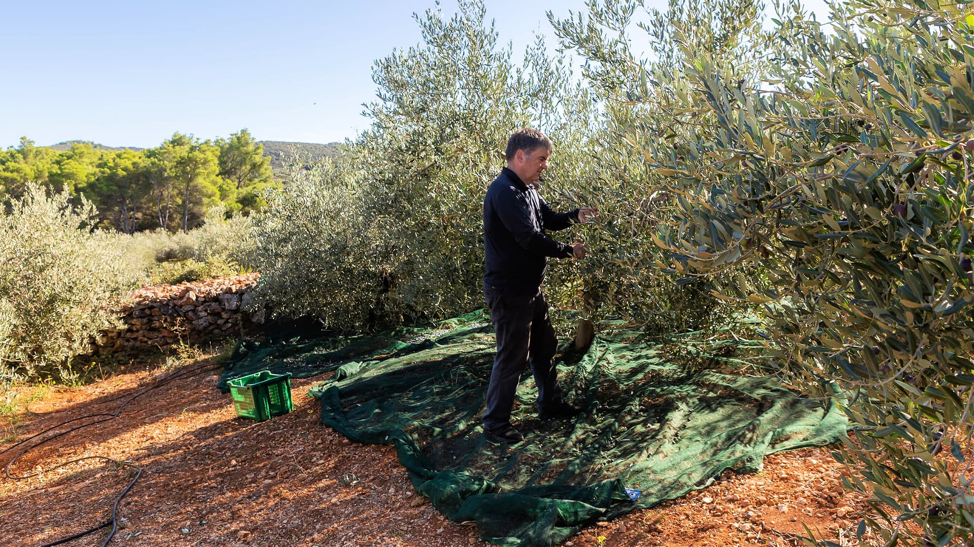 A person harvests olives in an orchard, using a net to catch the falling fruit.