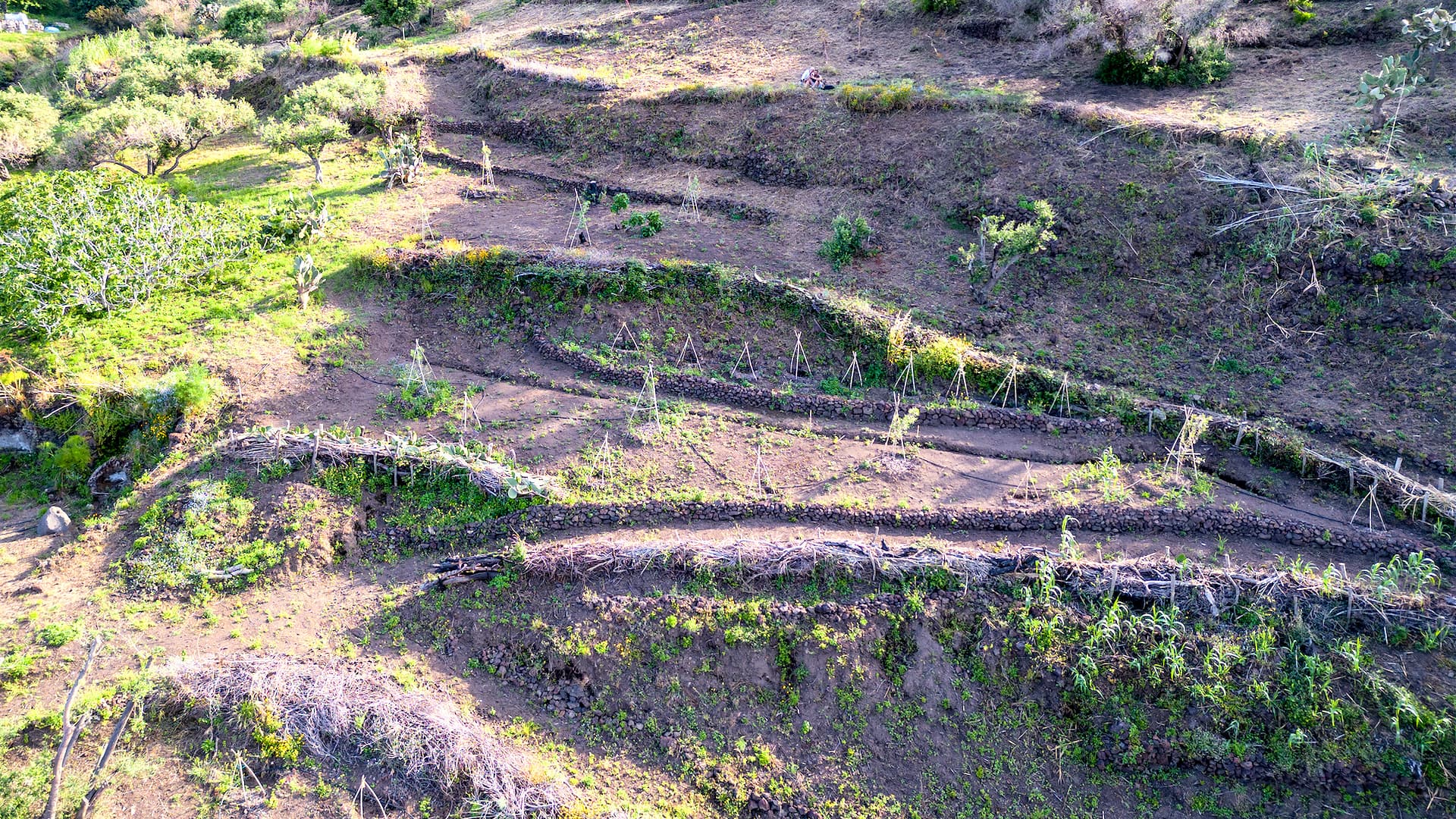 Attiva Stromboli recovered many centuries-old olive trees and planted new Nocellara Messinese saplings, along with caper plants, creating a thriving intercropping system.