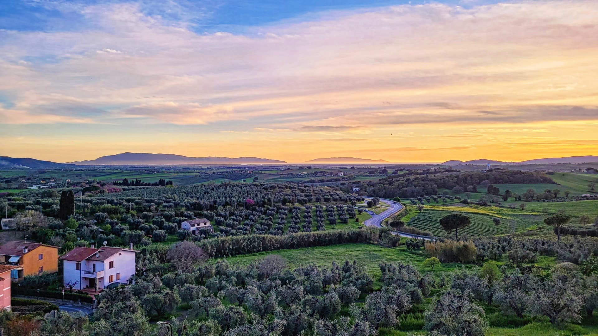Olive groves in Tuscany’s Maremma (Photo by Ylenia Granitto)