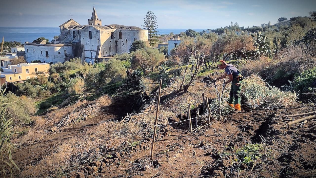 The project led by the non-profit association Attiva Stromboli combines the recovery and planting of olive trees, the restoration of dry stone walls, and reshaping of the land using traditional hydraulic techinques.