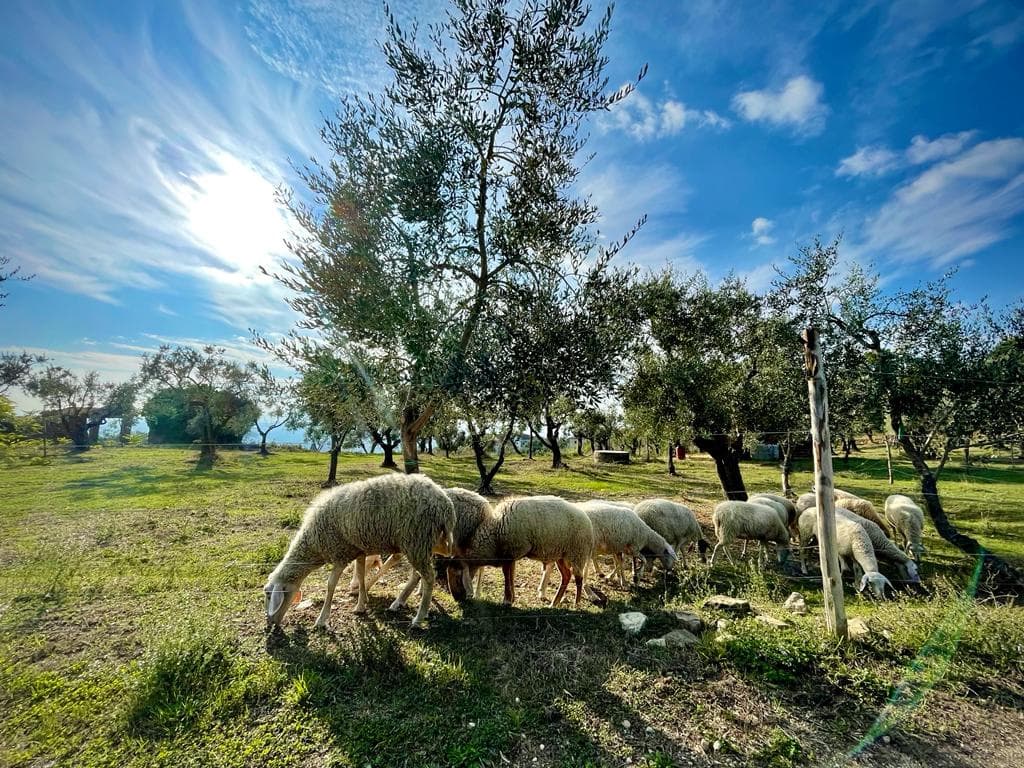 Sheep grazing in the olive grove at Azienda Agricola Spinelli – La Dispensa in Lamporecchio, in the province of Pistoia.