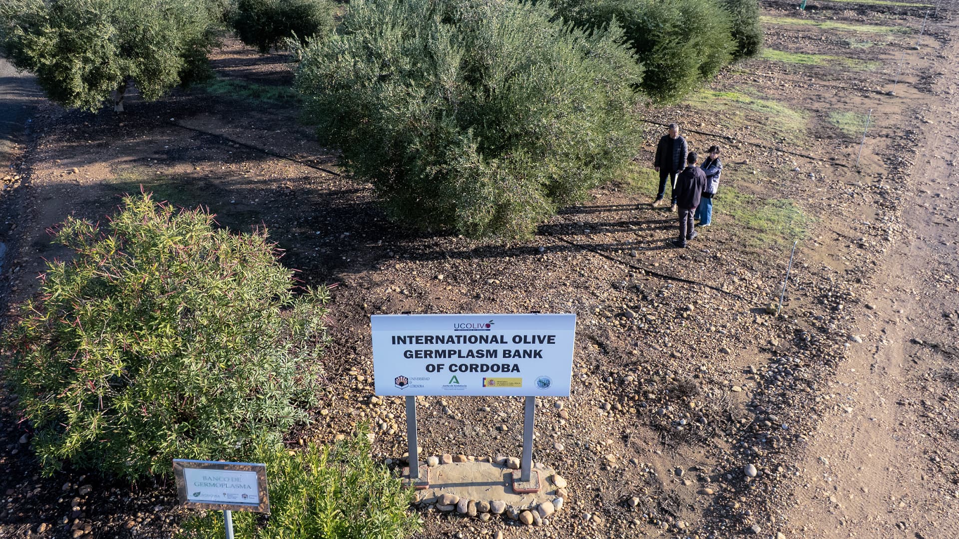World Olive Germplasm Bank of Córdoba (Photo: International Olive Council)