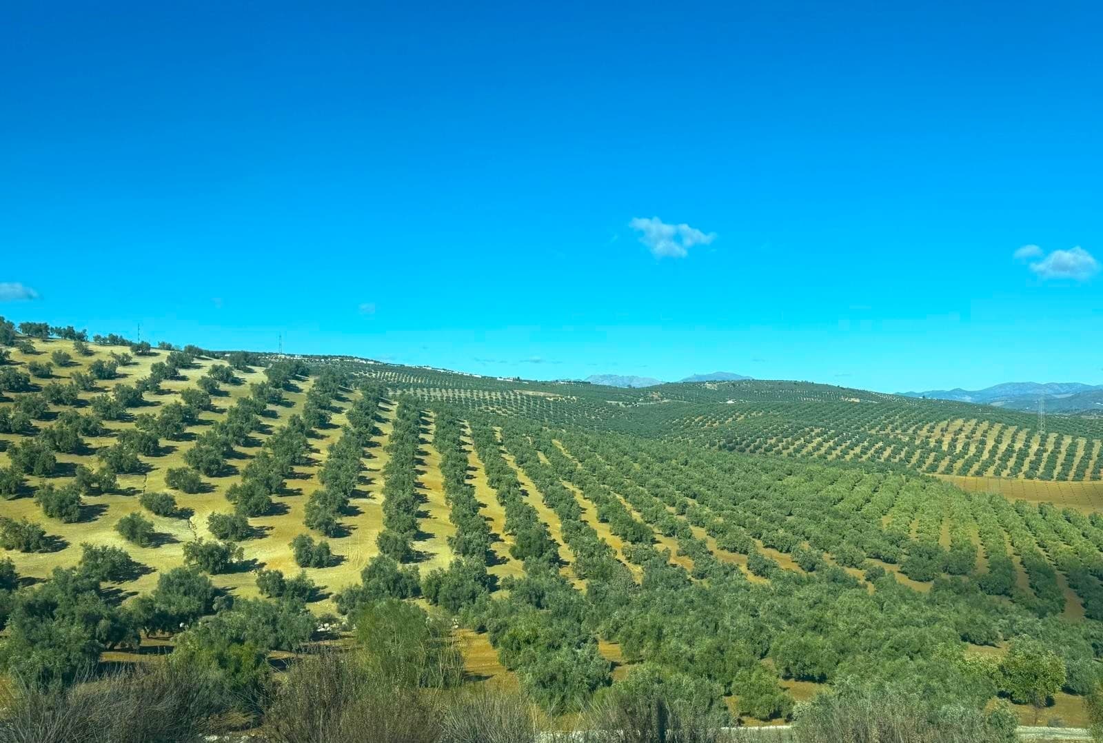 Olive groves in Spain’s Andalusia (Photo by Ylenia Granitto)