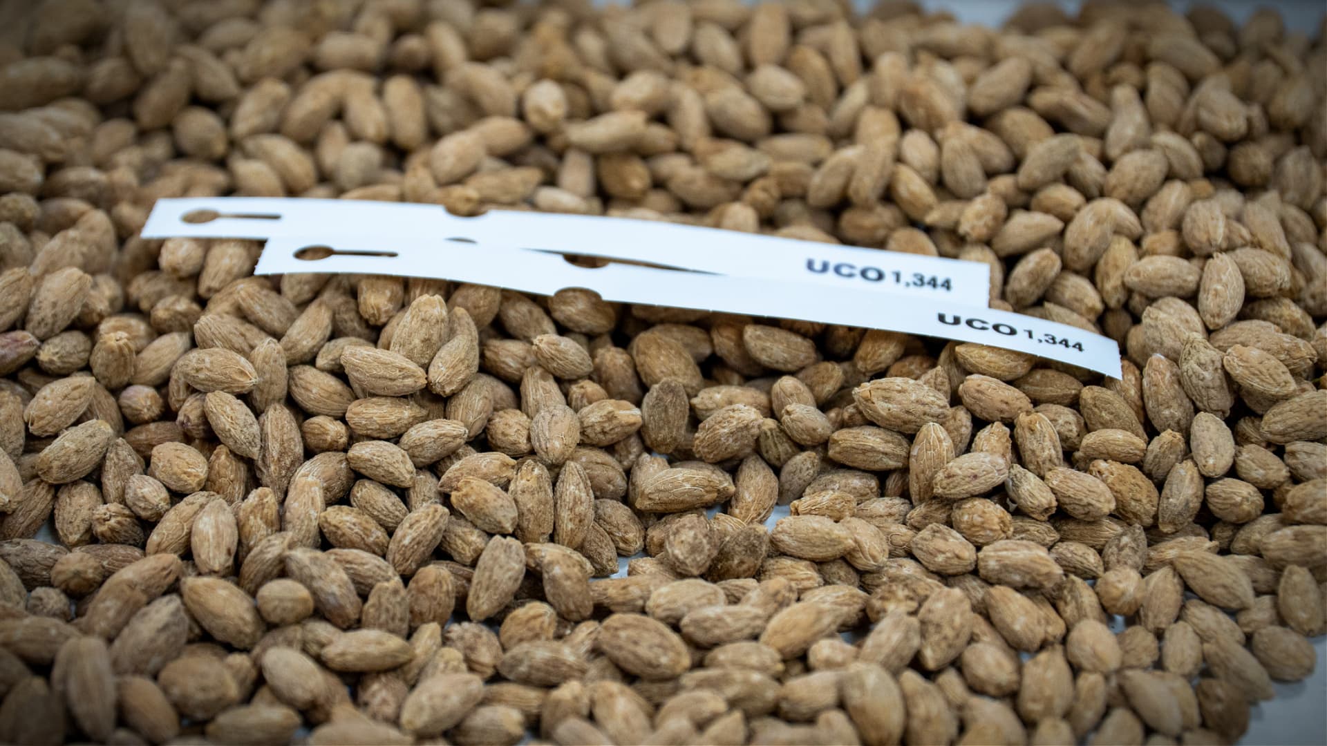 Around 1,000 olive seeds will be secured in the Svalbard Global Seed Vault facility located on the island of Spitsbergen, in Norway. (Photo: International Olive Council)