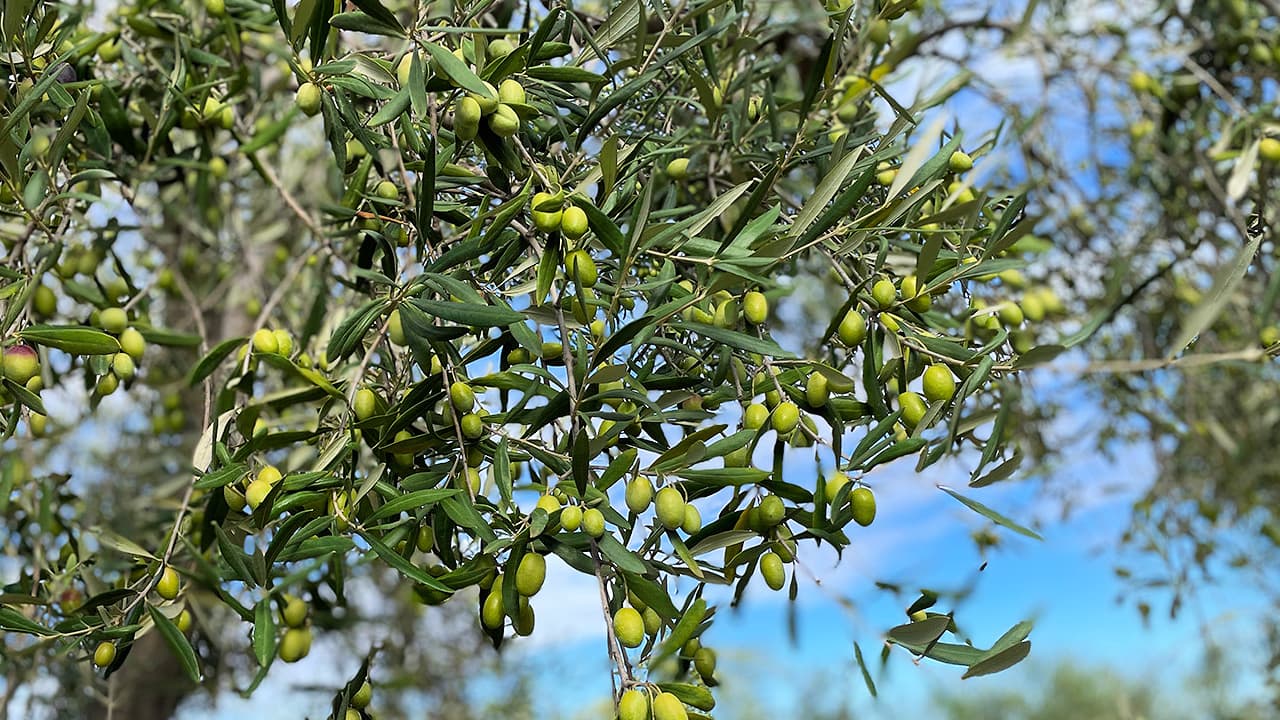 Coratina fruit has late and staggered veraison. (Photo by Parco delle Lamie)