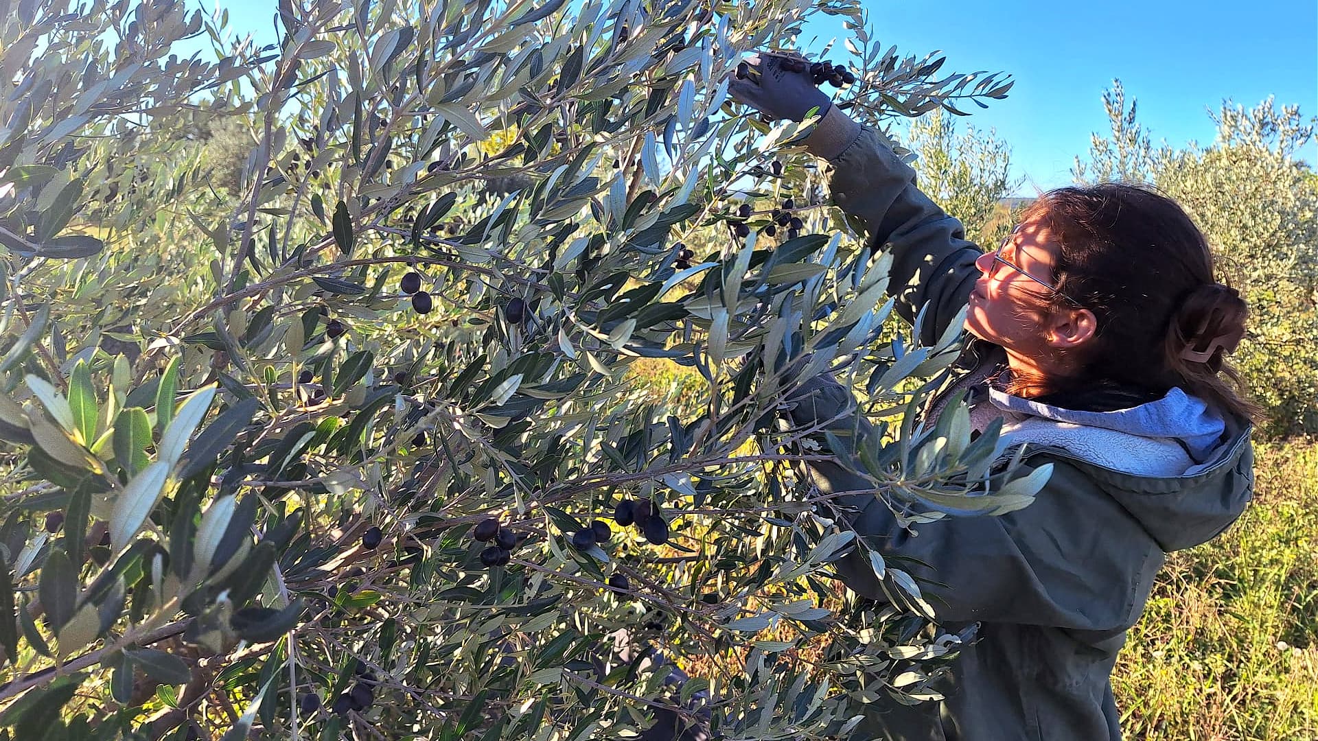 The family oversees every step of the harvest, hand-picking only the healthiest fruit to preserve the character of its native varieties.