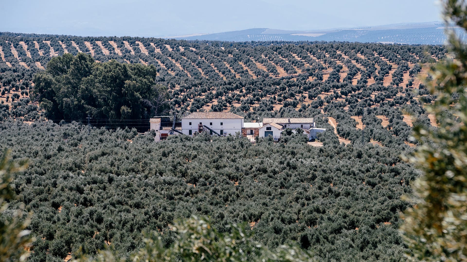 Pago de Espejo’s groves