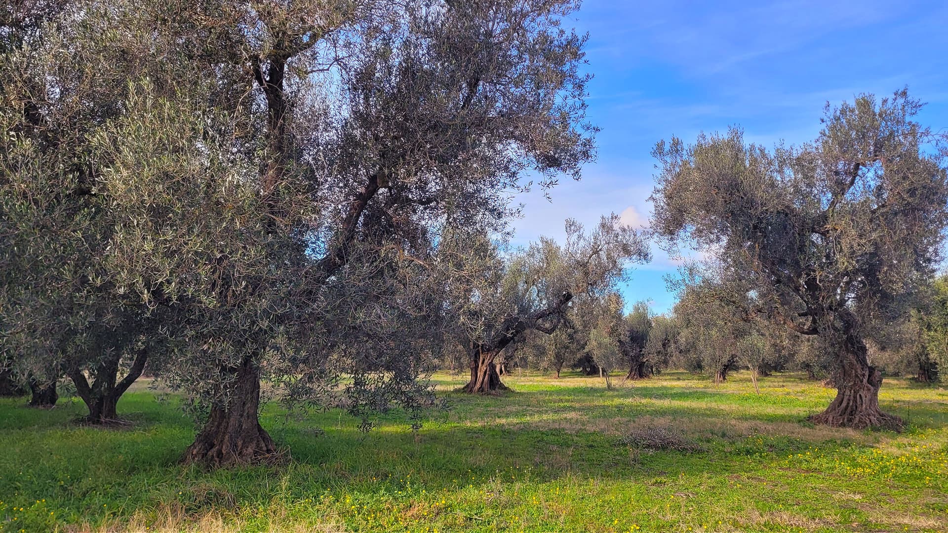 An organic olive grove in Lazio (Photo by Ylenia Granitto)