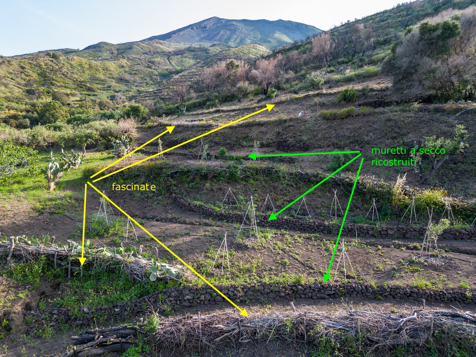 Attiva Stromboli recovered dry‑stone walls (indicated by the green arrows) and stabilized part of the slopes using the beaver technique, applying ‘fascinate’ (indicated by the yellow arrows).