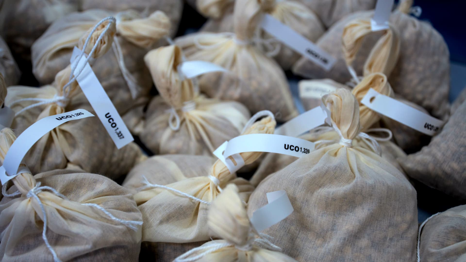The fruits have been processed in the laboratory in accordance with a protocol developed by the universities of Granada and Córdoba (Photo: International Olive Council)