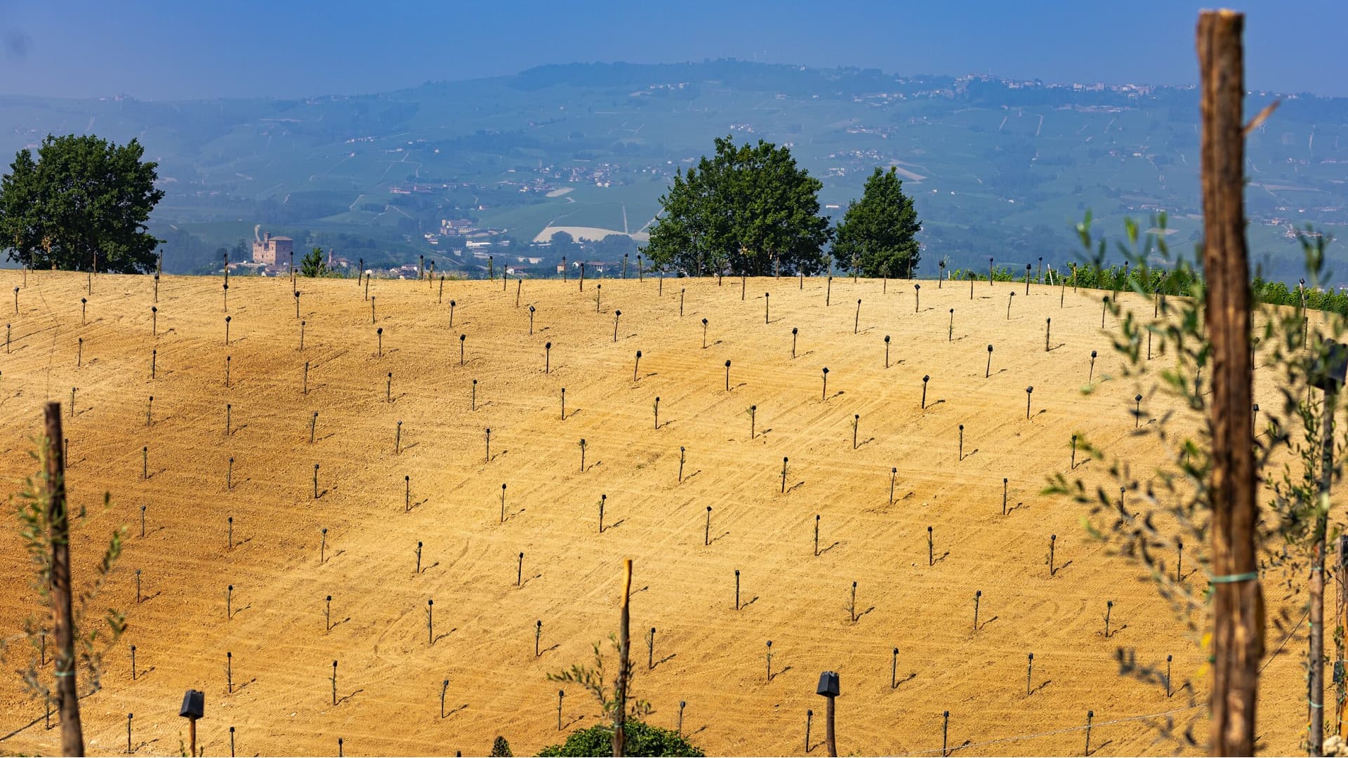 Young saplings thrive on the rolling hills of Alba, where Edoardo and Matilde Rinaldi launched the ‘Olive Trees in Langa’ project with their brand Meriggio.