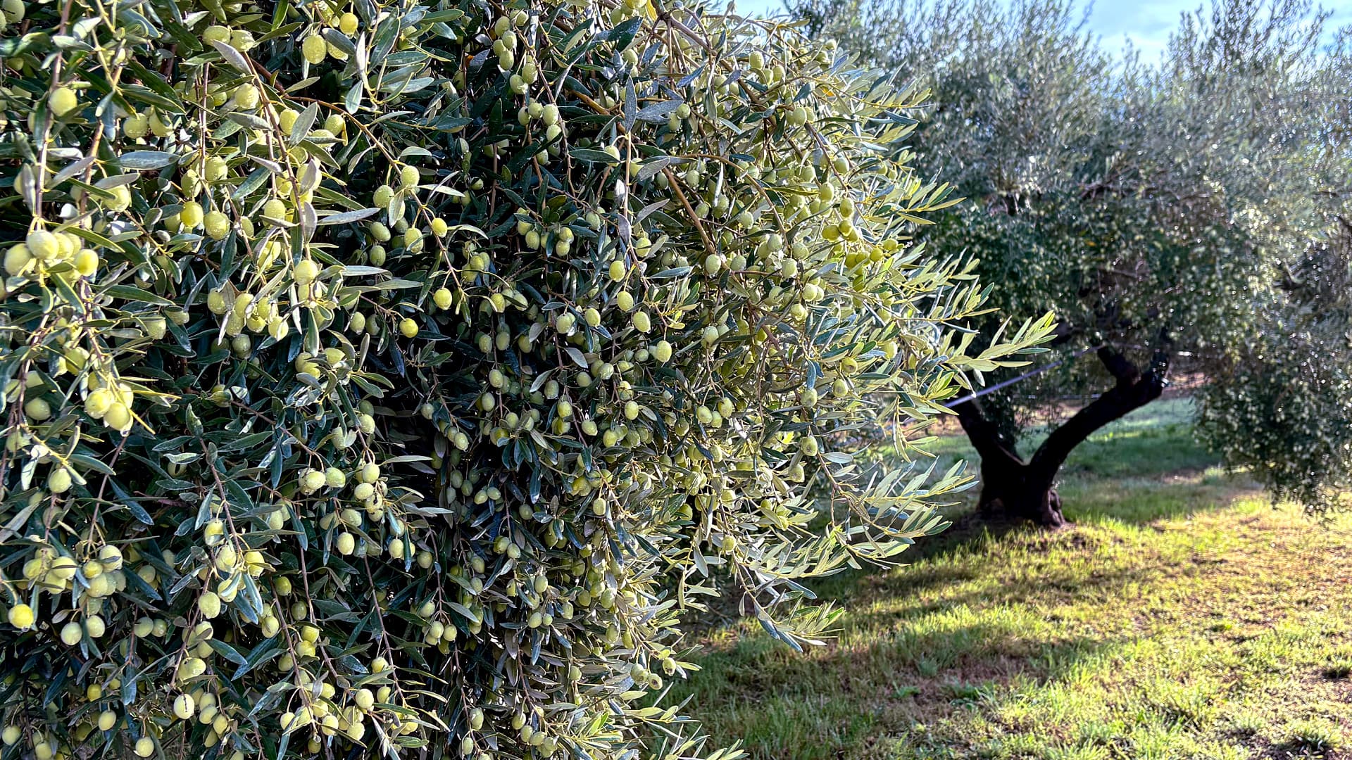 The green olives of Domaine de Gerbaud (Photo: Domaine de Gerbaud)