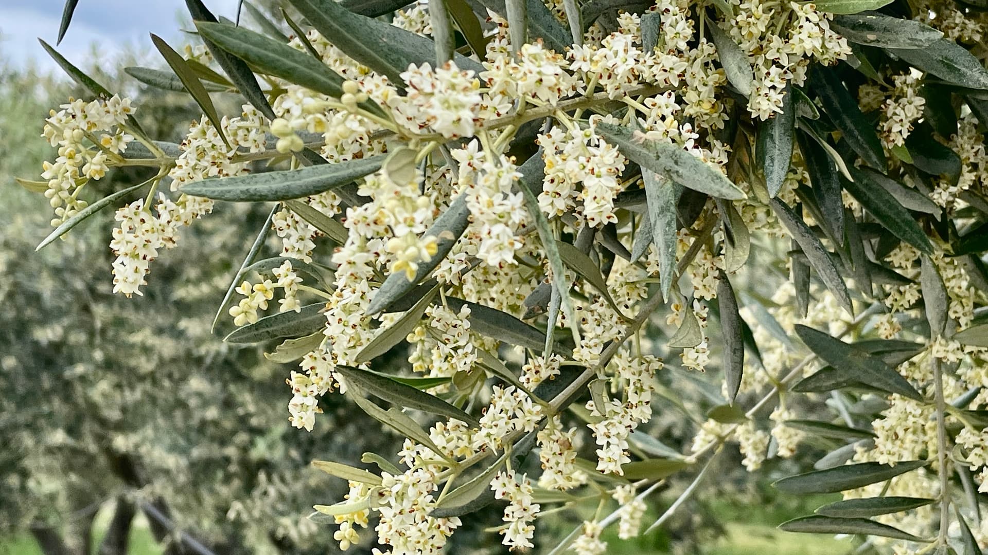 The blossoming trees at Domaine de Gerbaud (Photo: Domaine de Gerbaud)